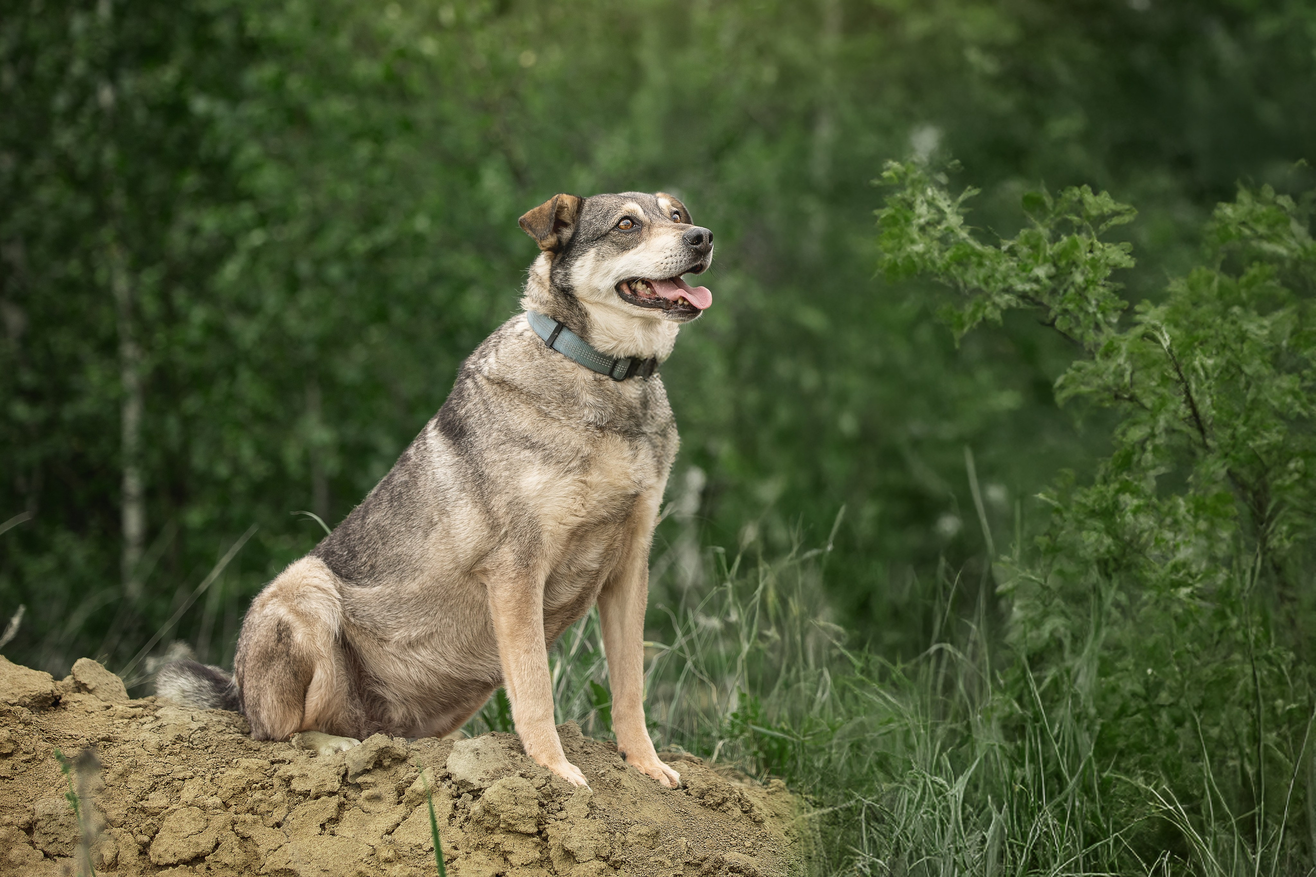 ИЩУТ ДОМ. Фотограф-анималист в Москве и Подмосковье