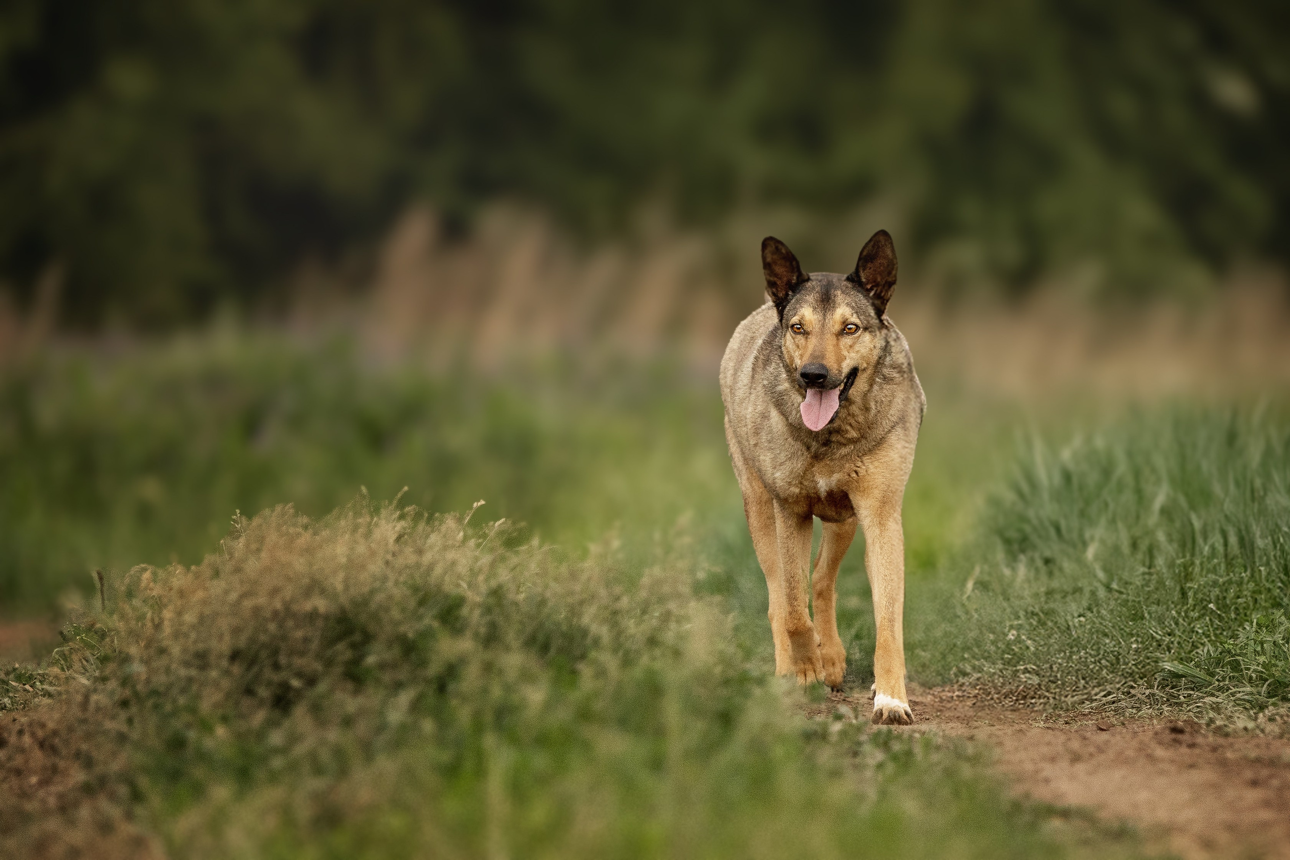 ИЩУТ ДОМ. Фотограф-анималист в Москве и Подмосковье
