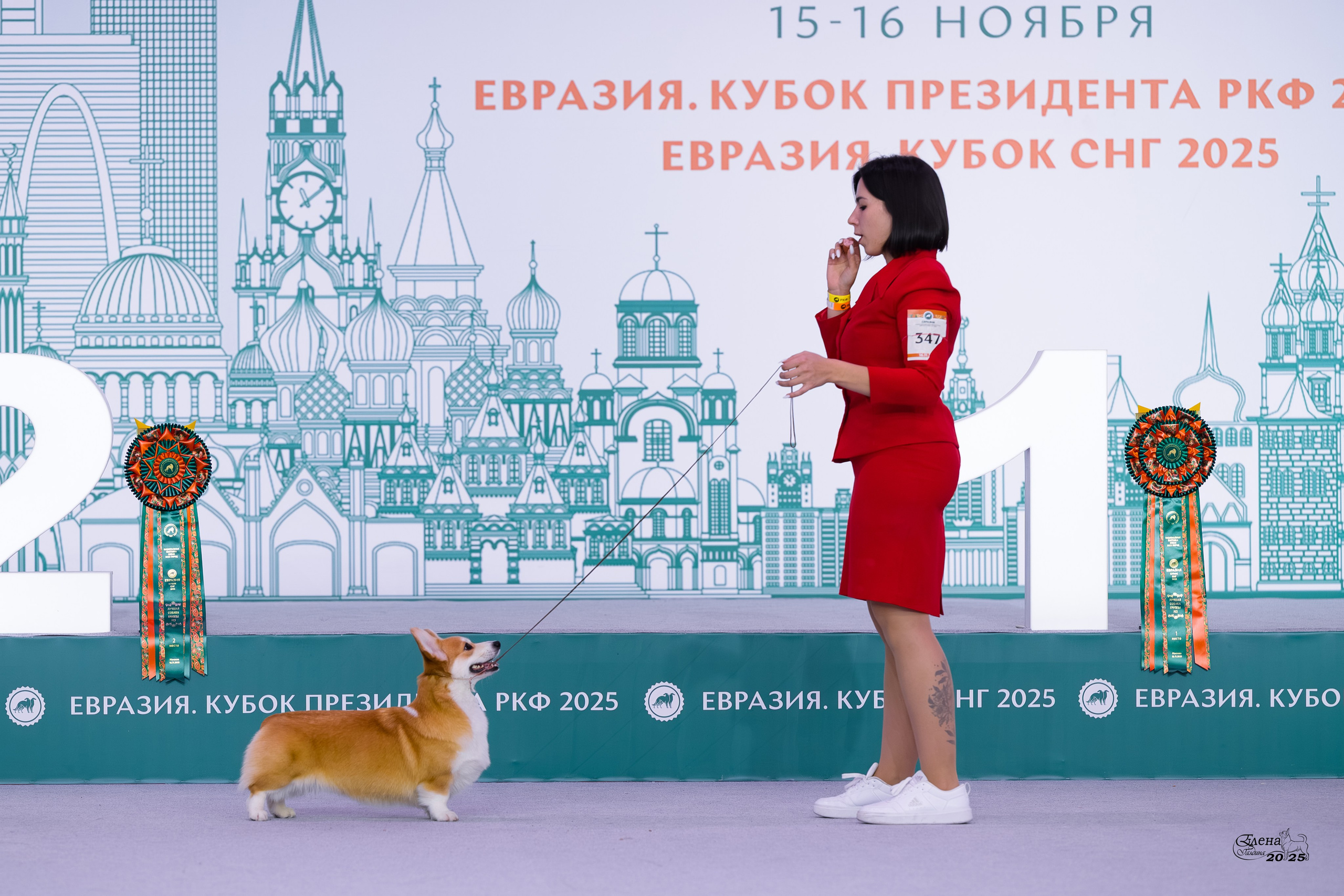 15-16.11.2025 ЕВРАЗИЯ г. Москва. Фотограф анималист Елена Галдина г. Красноярск