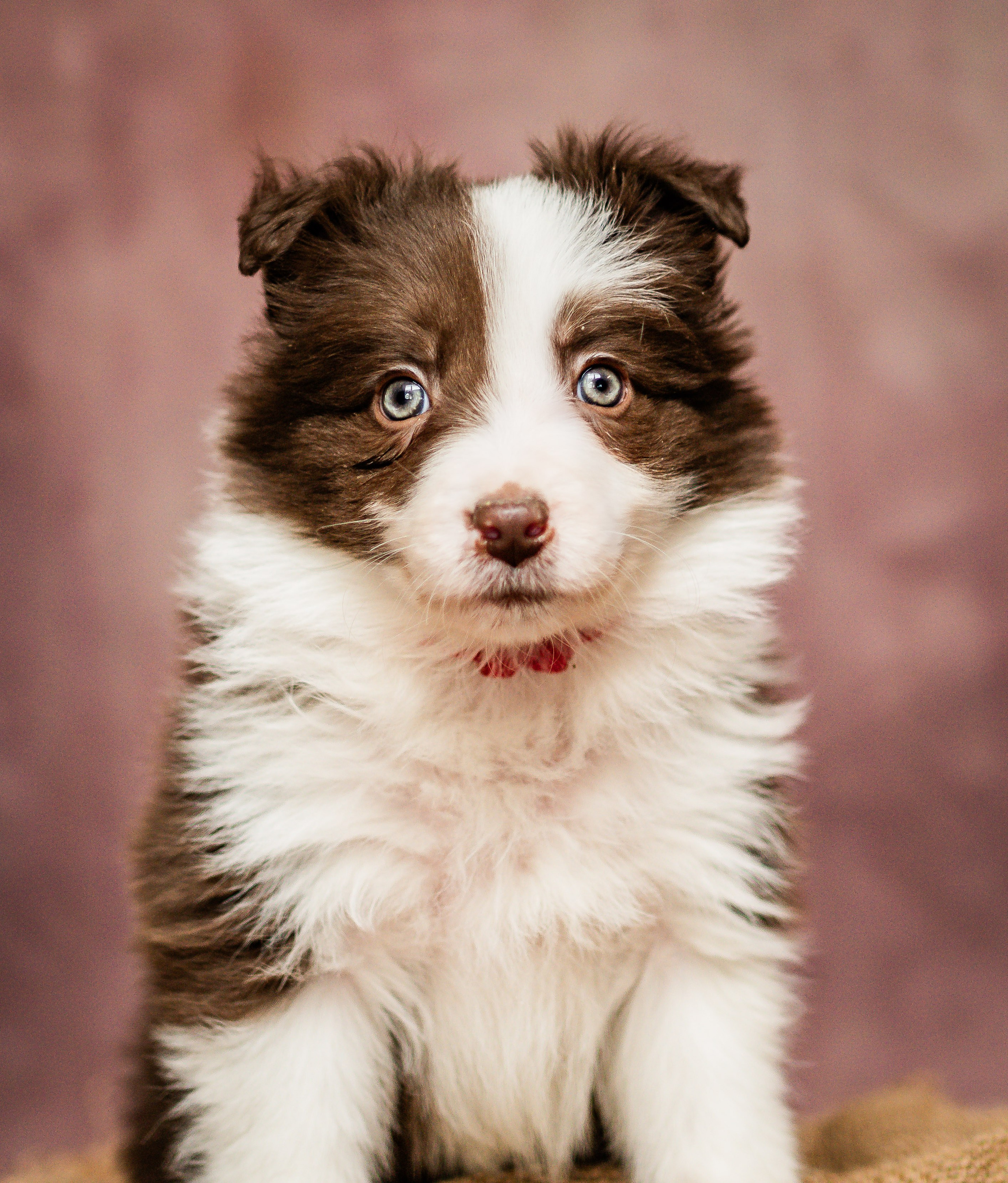 Фритсвит. Семейный фотограф Ефремова Виктория