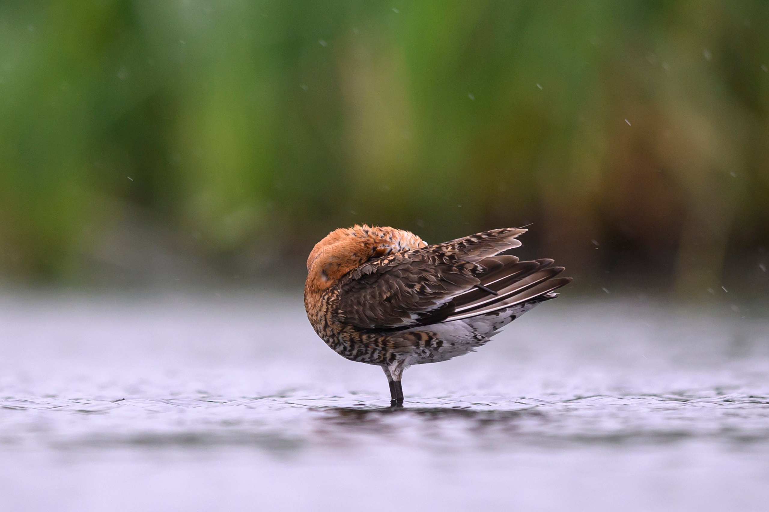 Поручейники и большой веретенник. Wildlife photography by Sergey Puponin