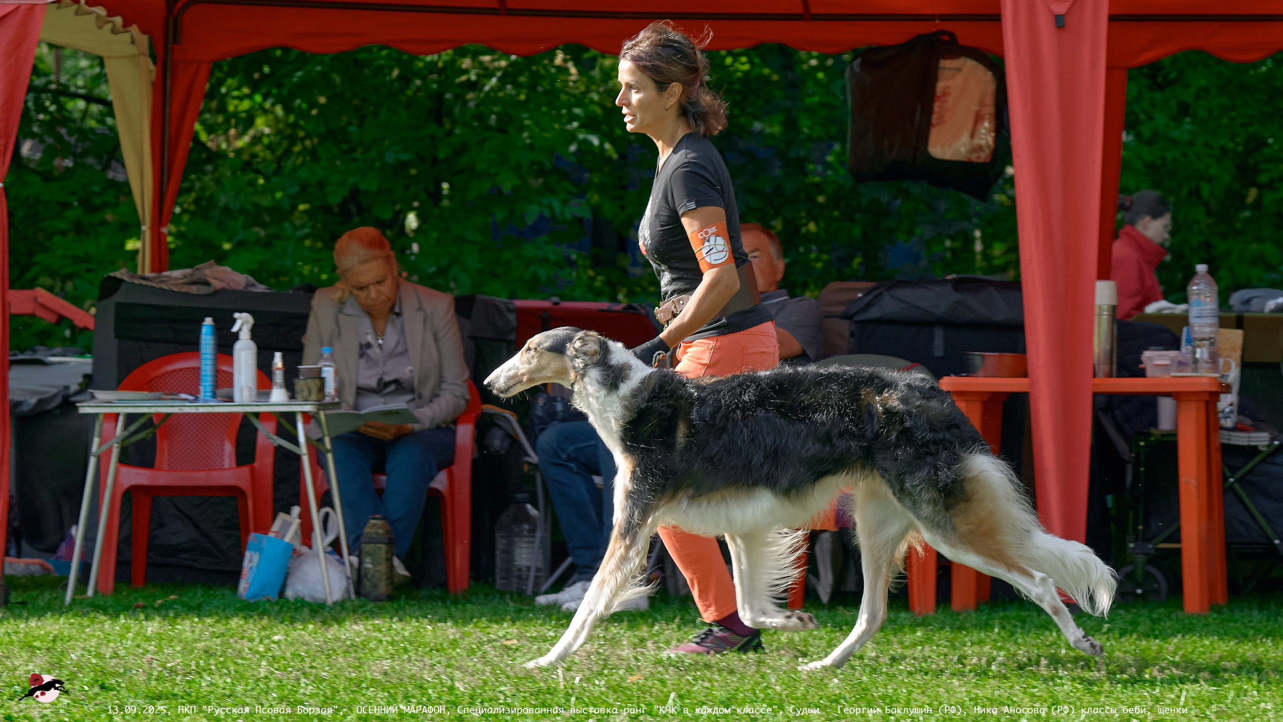ОСЕННИЙ МАРАФОН | Специализированная выставка породы Русская Псовая Борзая ранг "КЧК в каждом классе"