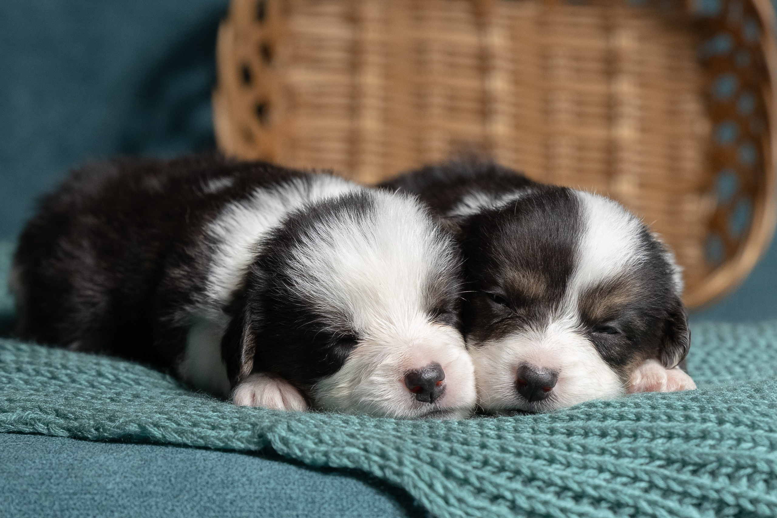 Купить щенка вельш корги кардиган из питомника Ice Fantasy. Купить щенка Вельш-корги-кардиган в семейном питомнике — Ice Fantasy