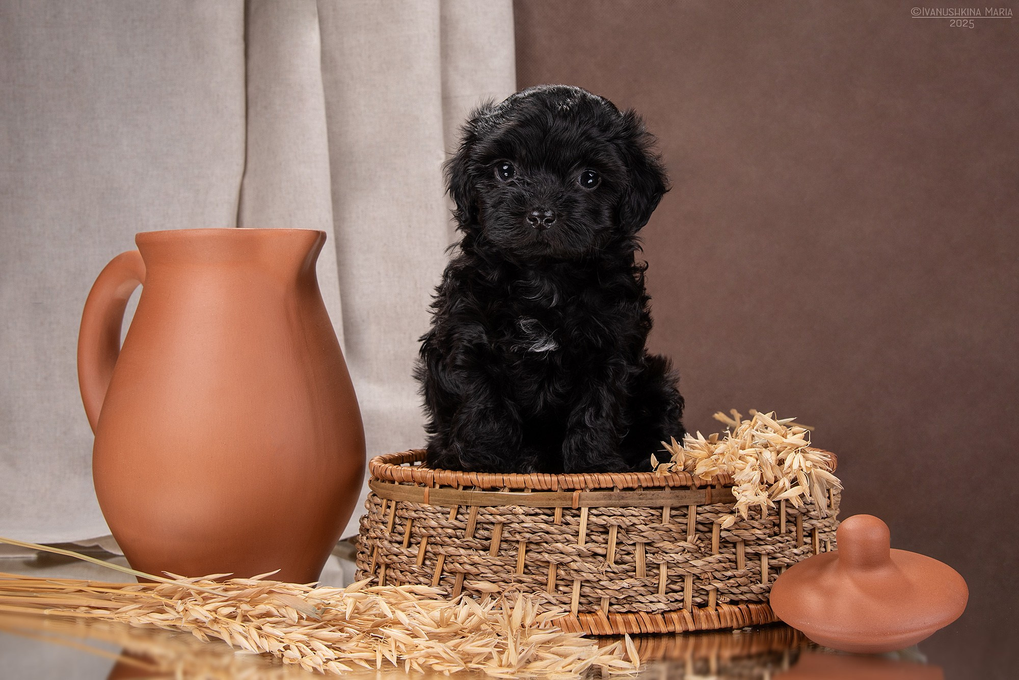 щенок русской цветной болонки