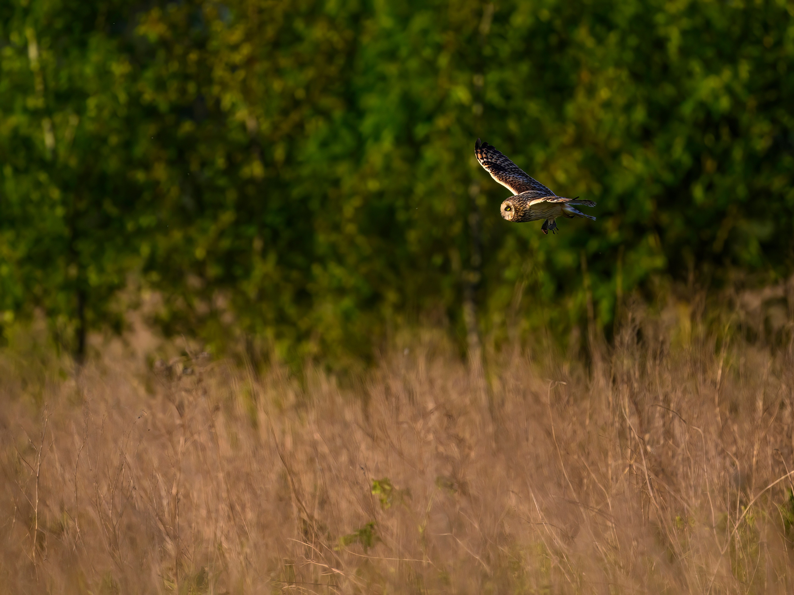 Охота сов и разбой средь бела дня!. Wildlife photography by Sergey Puponin