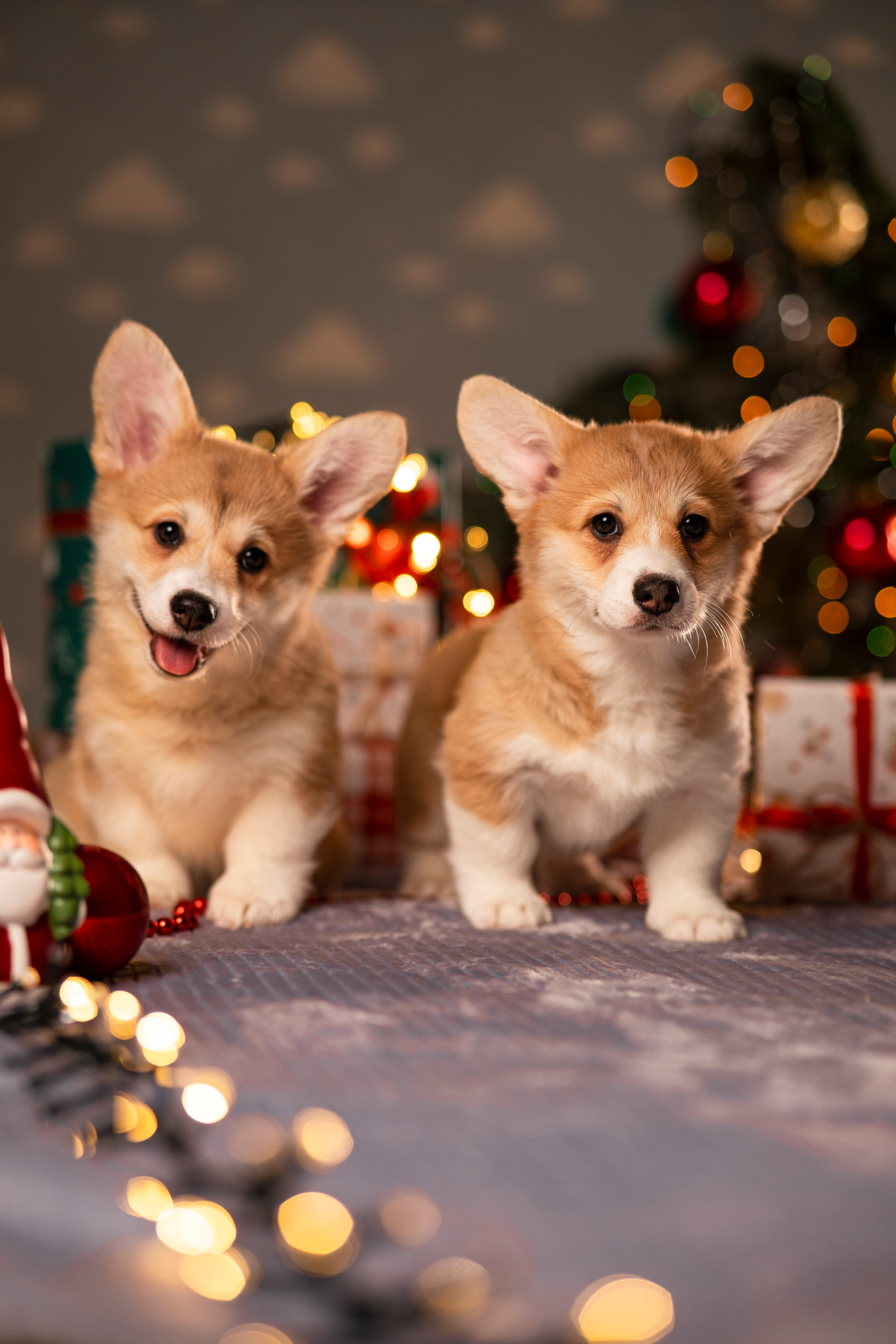 Фотограф Иваново Анастасия Котлярова