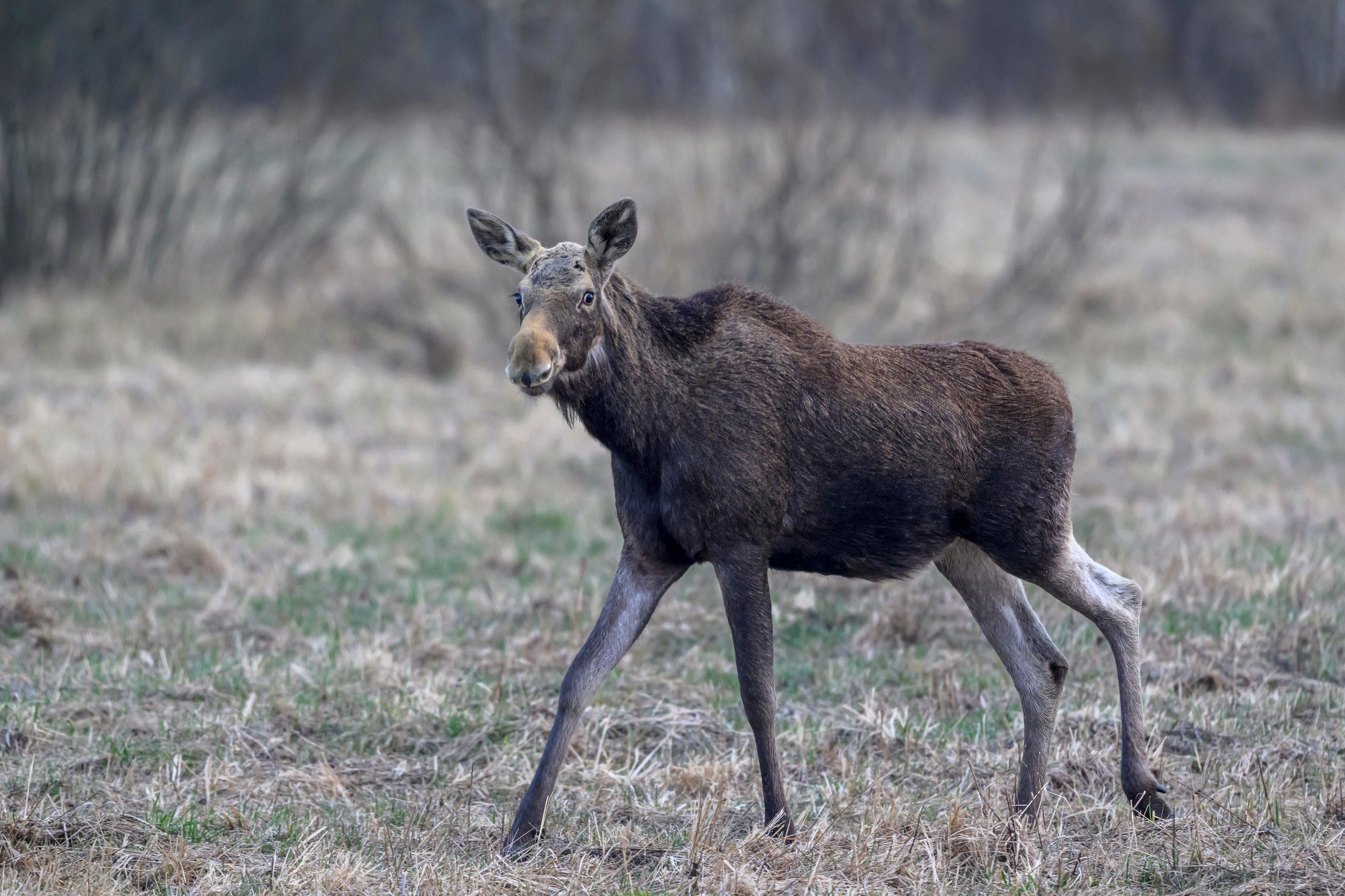Лосенок. Фотограф Сергей Пупонин