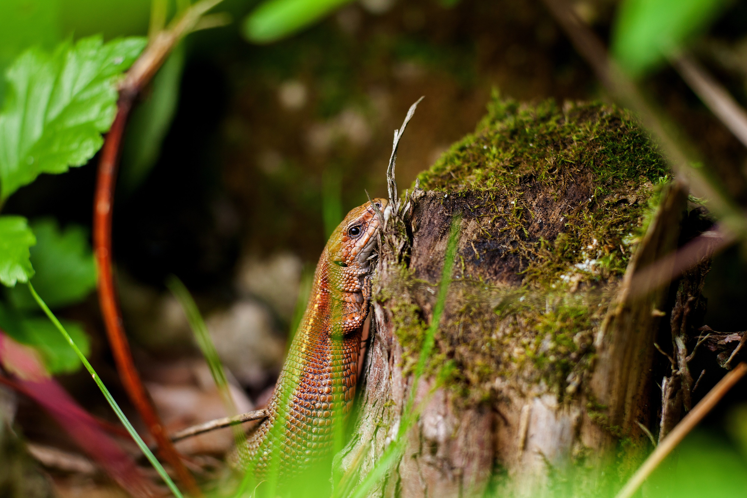Автор: Олег Волков