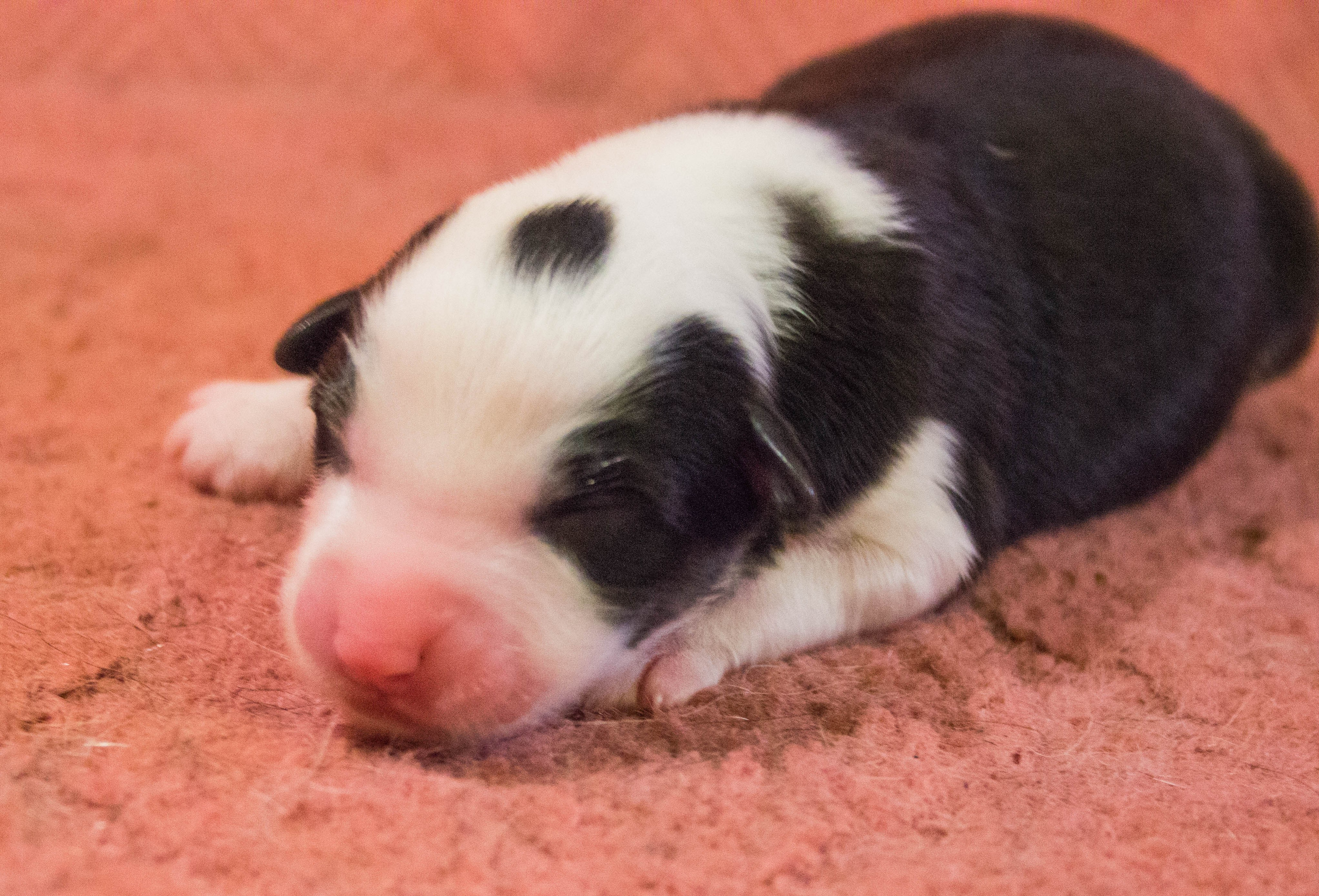 Гелий. BLGKV питомник собак