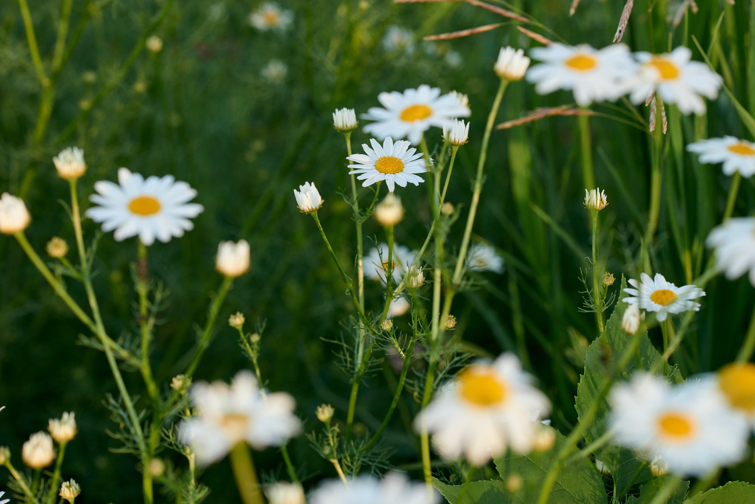 Тёплый июнь и любовь в каждом кадре ❤. Свадебный, семейный, детский фотограф в Острогожске Татьяна Волошина