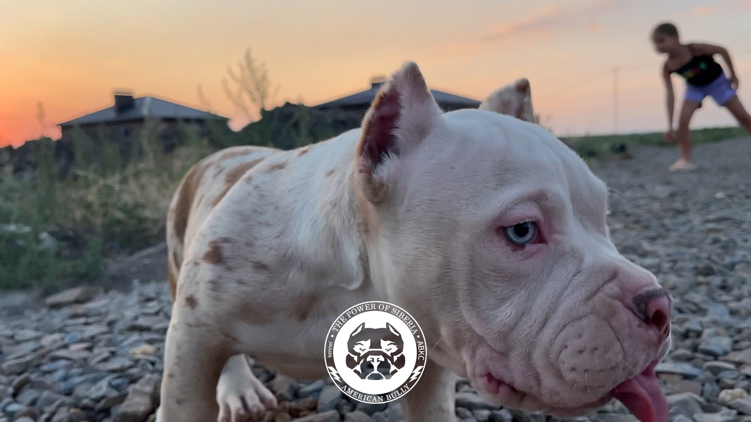 Помет Каспер и Асти. 13.04.25. Американский Булли в г. Ростов-на-Дону. Питомник THE POWER OF SIBERIA