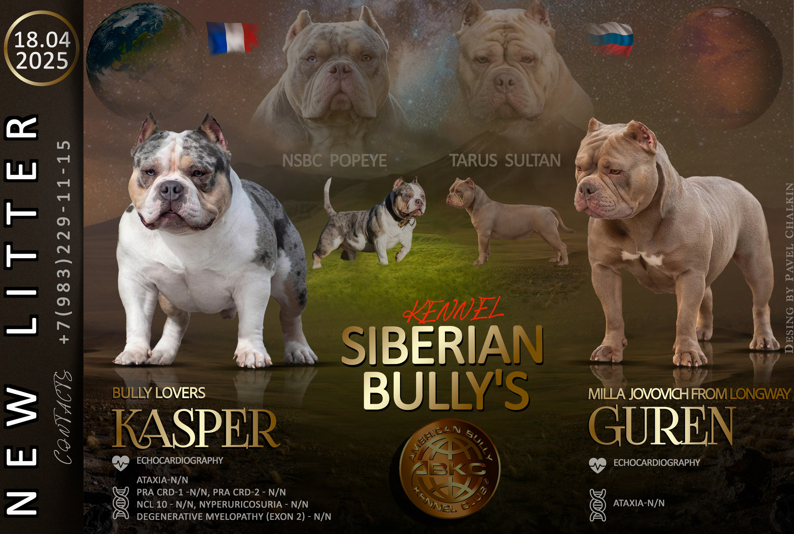 Американский Булли в г. Ростов-на-Дону. Питомник THE POWER OF SIBERIA