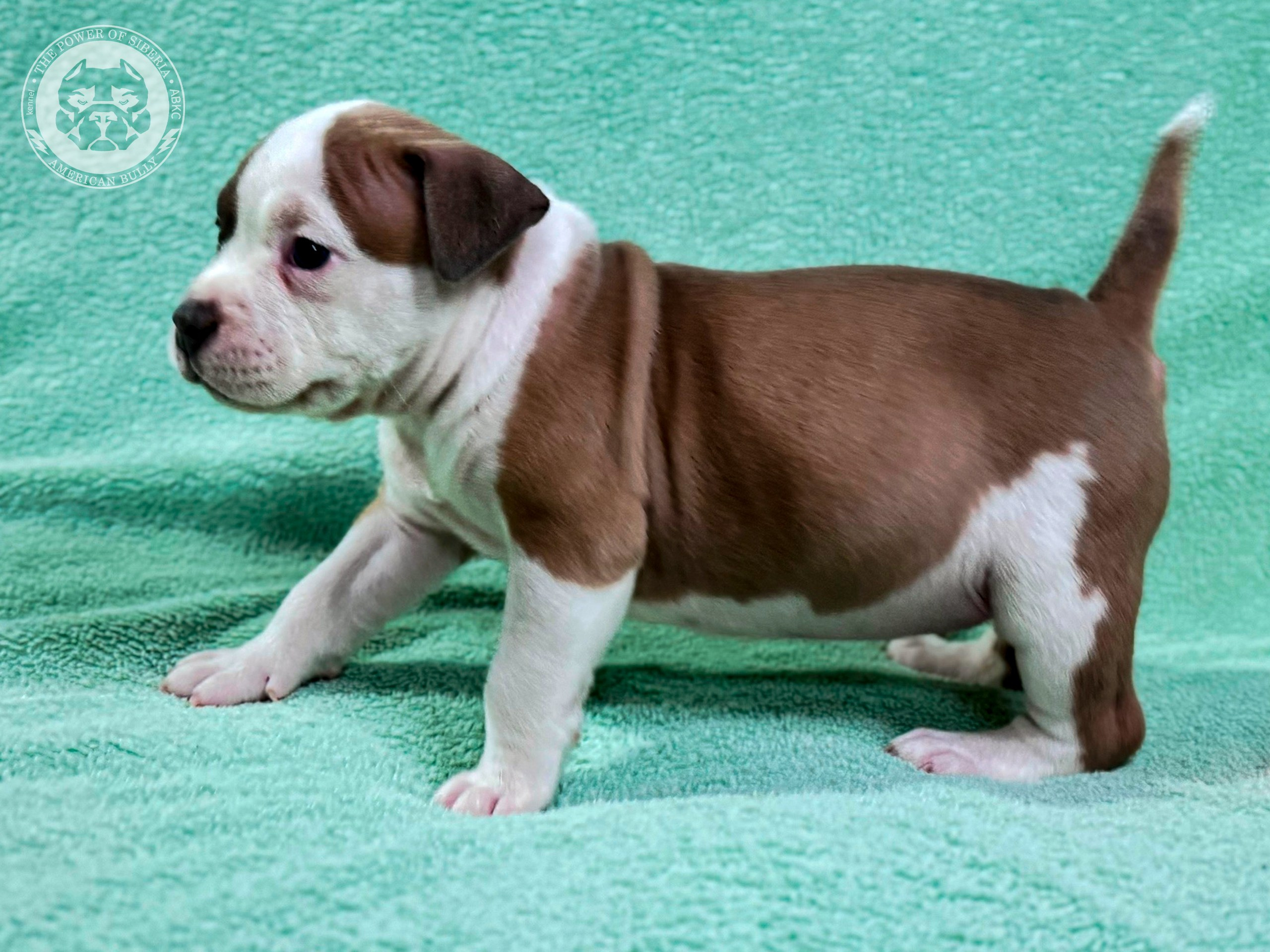 Все свободные щенки. Американский Булли в г. Ростов-на-Дону. Питомник THE POWER OF SIBERIA