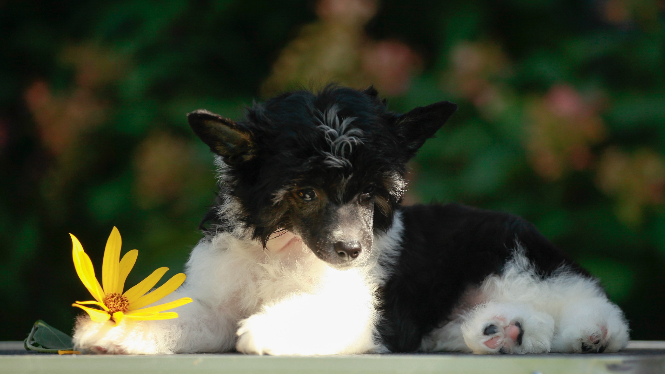 Poale Ell Chester Becomes a Dad for the First Time. Chinese Crested Dog Kennel Poale Ell