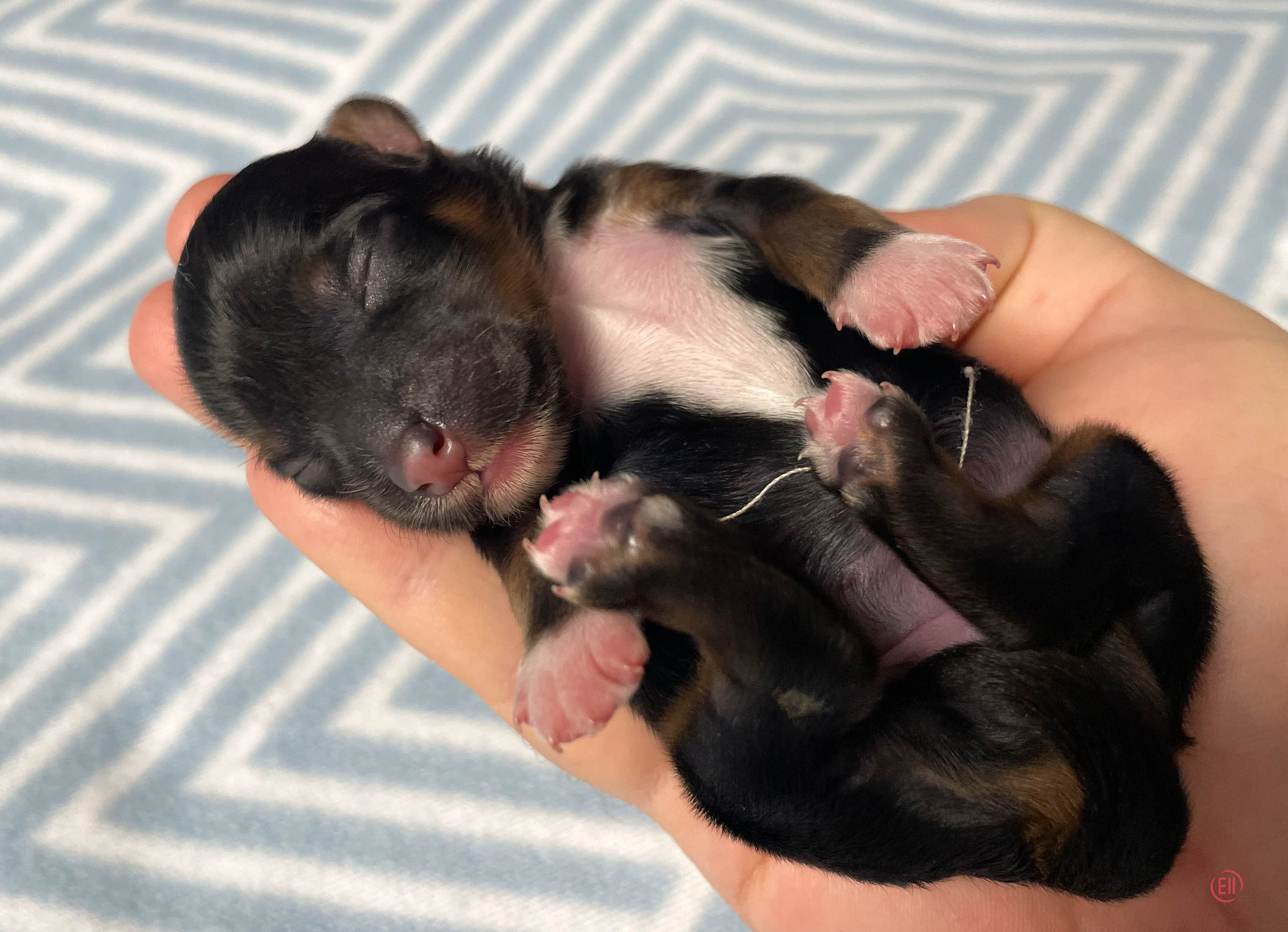 День рождения. Пуховая девочка.