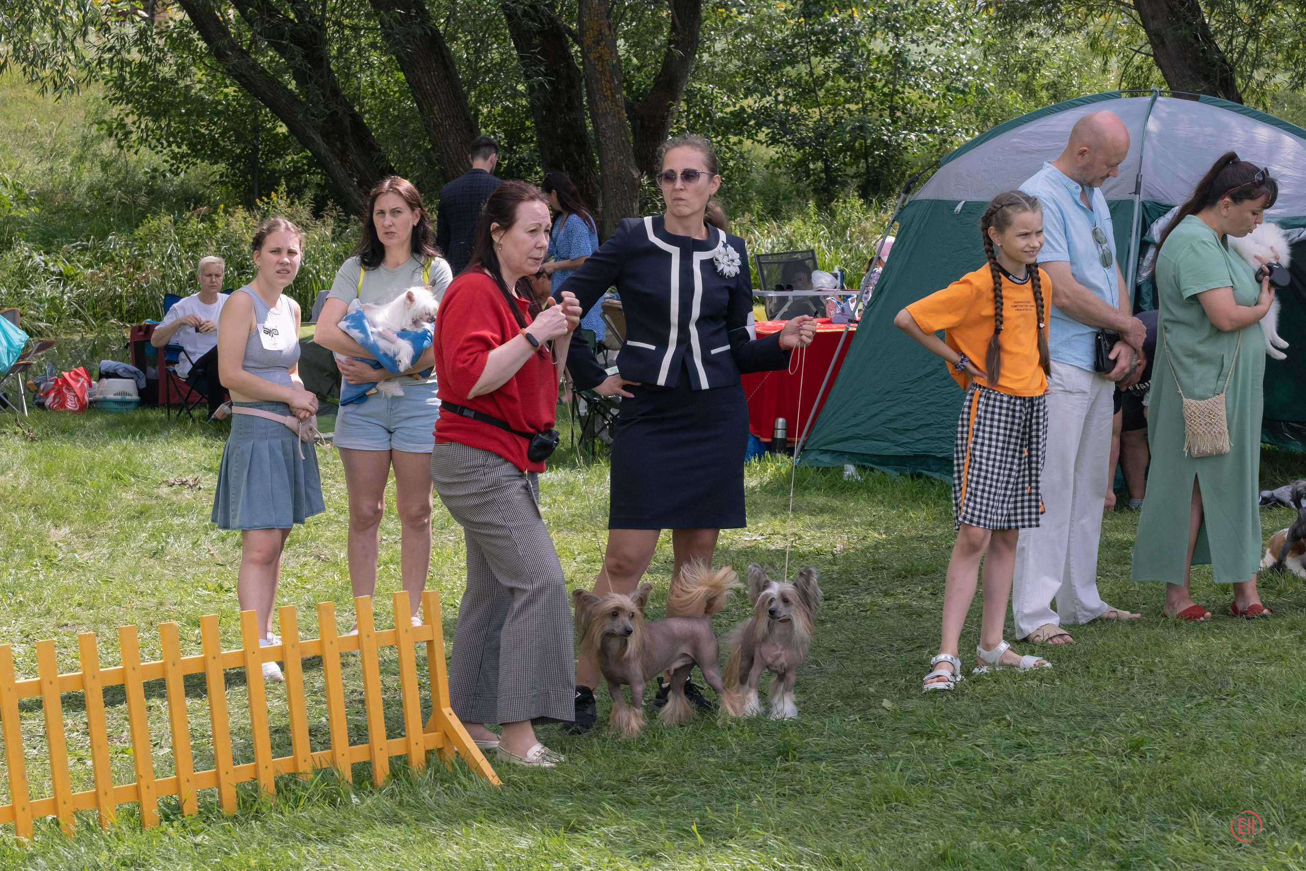 Липецк. Выставка собак. Питомник китайских хохлатых собак Poale Ell: купить щенка