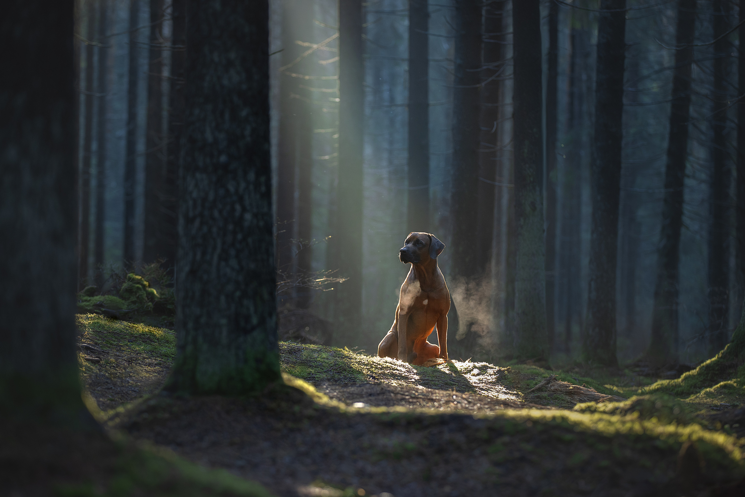 Фотограф анималист в Санкт-Петербурге Светлана Писарева