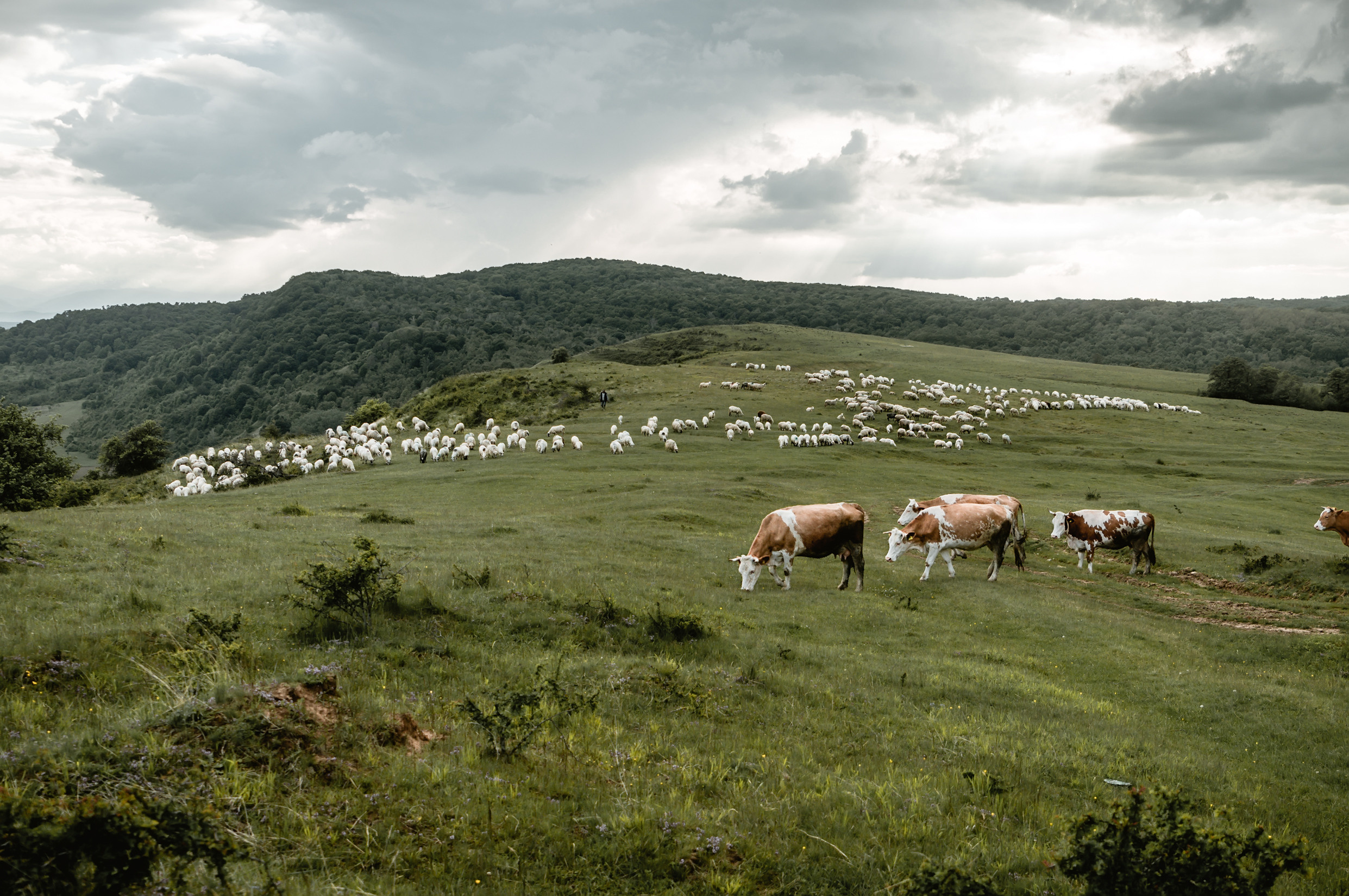 Балканы: Будапешт, Белград, Бухарест, Пловдив, Скопье, Тирана, Будва. Фотограф в Хабаровске. Фотография за 24 часа