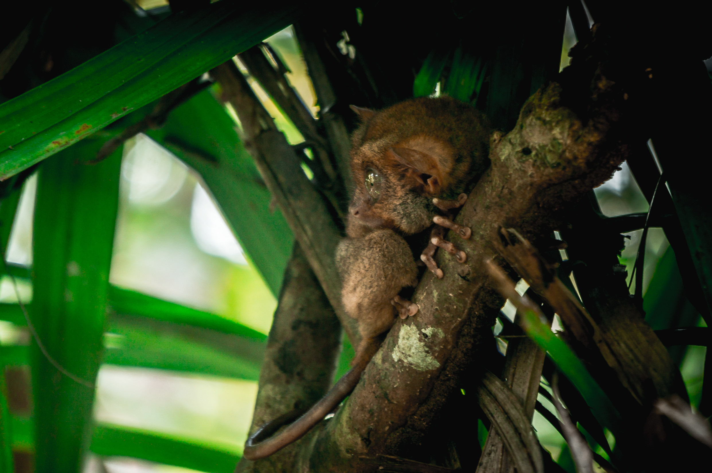 ЮВА: Сеул, Себу, Бохоль, Бали, Сингапур, Куала-Лумпур. Фотограф в Хабаровске. Фотография за 24 часа