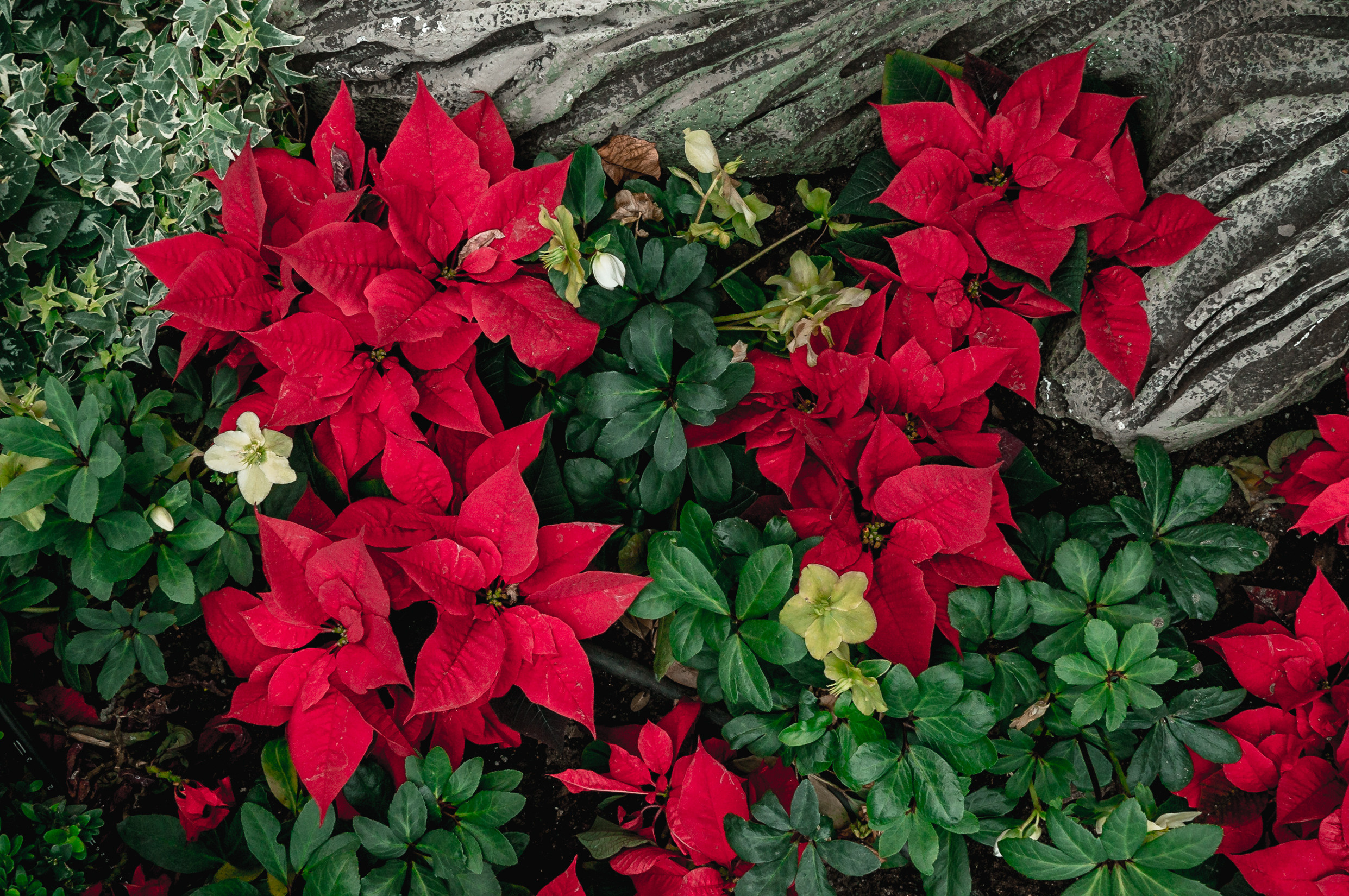 ЮВА: Сеул, Себу, Бохоль, Бали, Сингапур, Куала-Лумпур. Фотограф в Хабаровске. Фотография за 24 часа