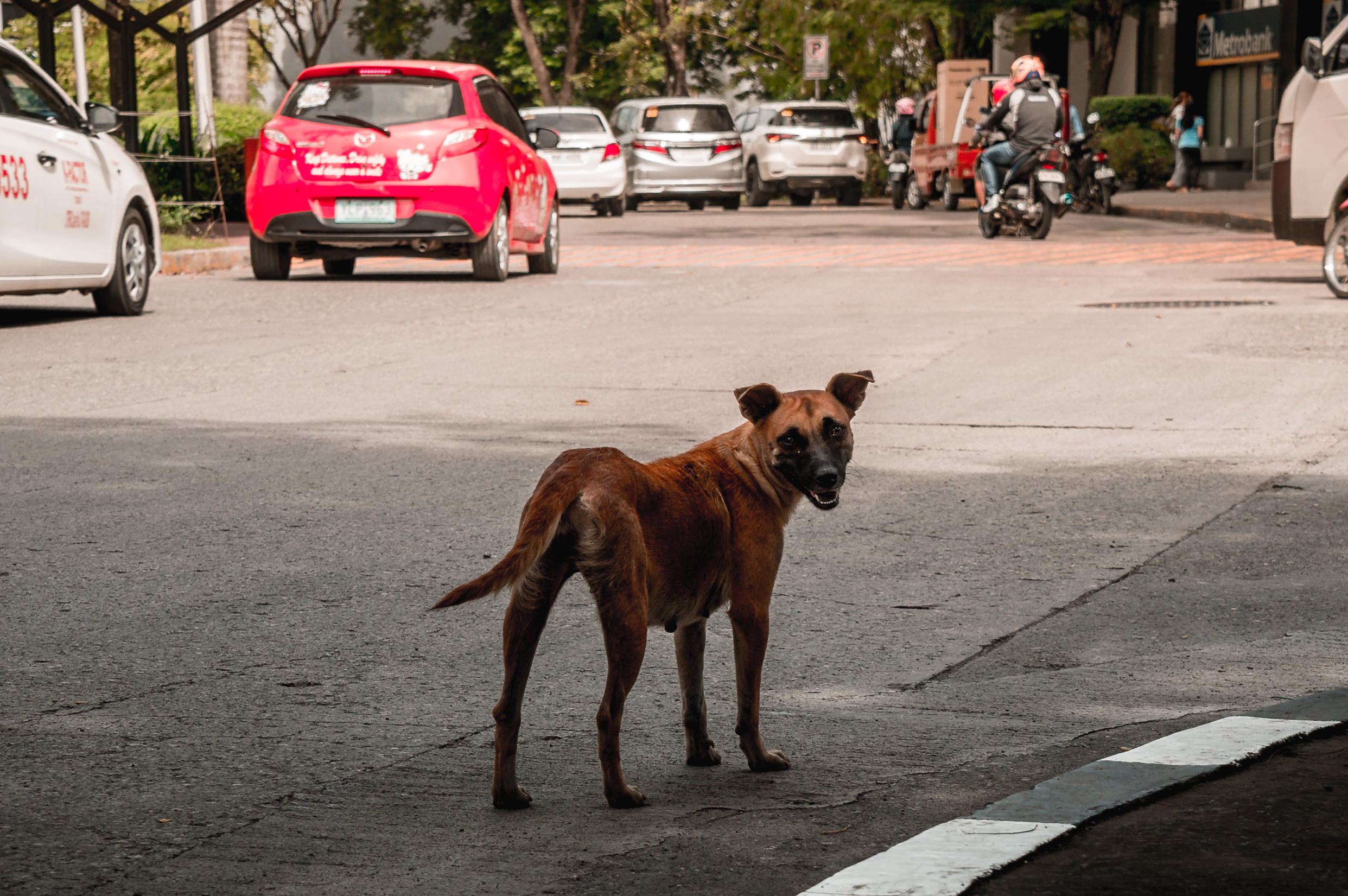 ЮВА: Сеул, Себу, Бохоль, Бали, Сингапур, Куала-Лумпур. Фотограф в Хабаровске. Фотография за 24 часа