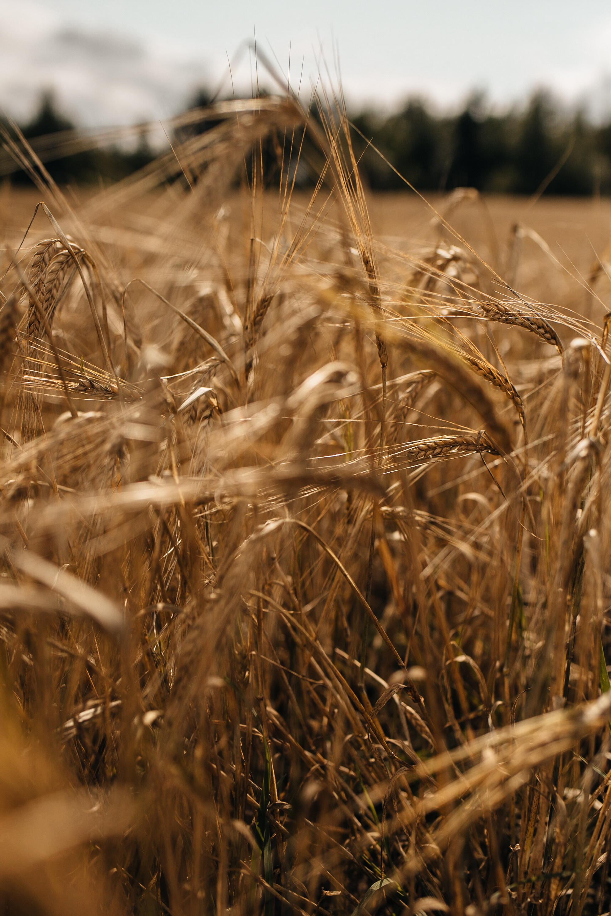 Ксюша и Кирилл 08.08.2021. Фотограф Елена Пожарова. Мурманская область, Апатиты, Кировск, Хибины