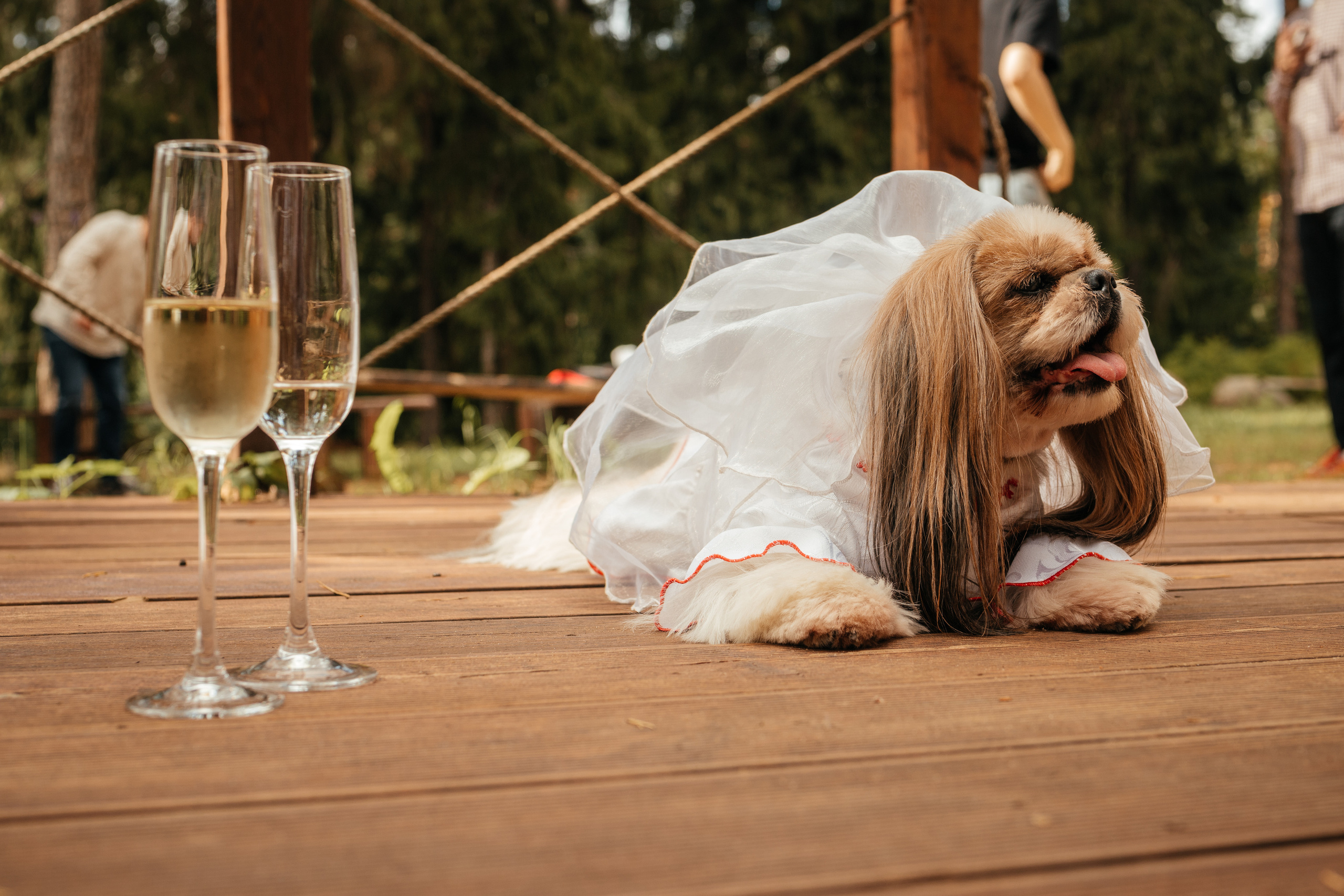 Ксюша и Кирилл 08.08.2021. Фотограф Елена Пожарова. Мурманская область, Апатиты, Кировск, Хибины