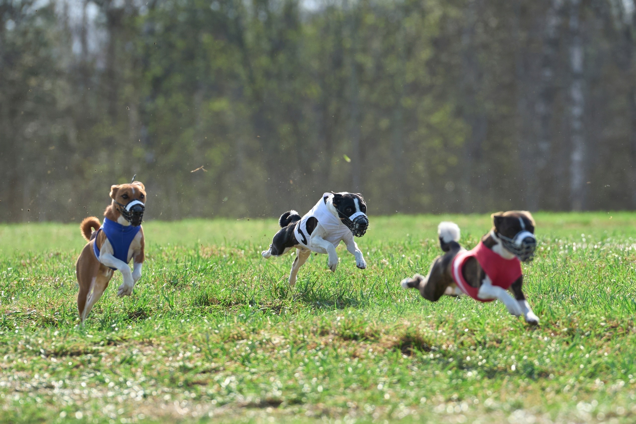 Квалификация по рейсингу. Фотограф-анималист Михаил Манухин