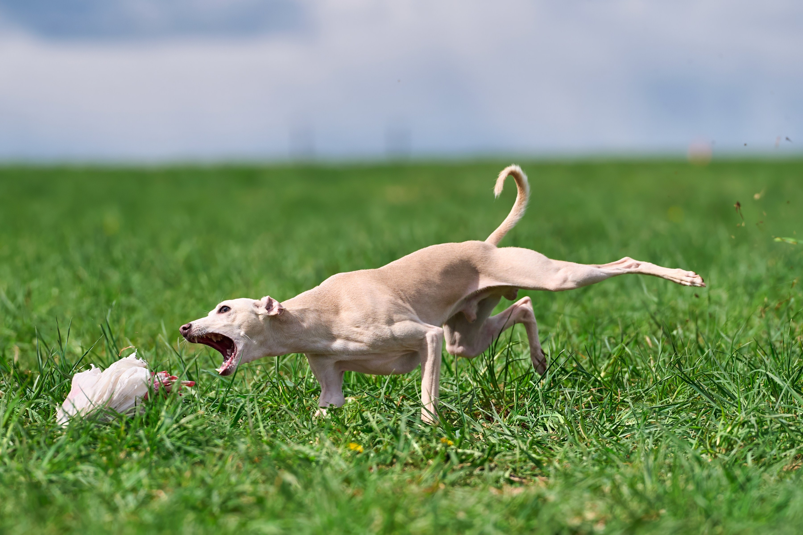 Тренировка по курсингу «на Ярославке». Фотограф-анималист Михаил Манухин
