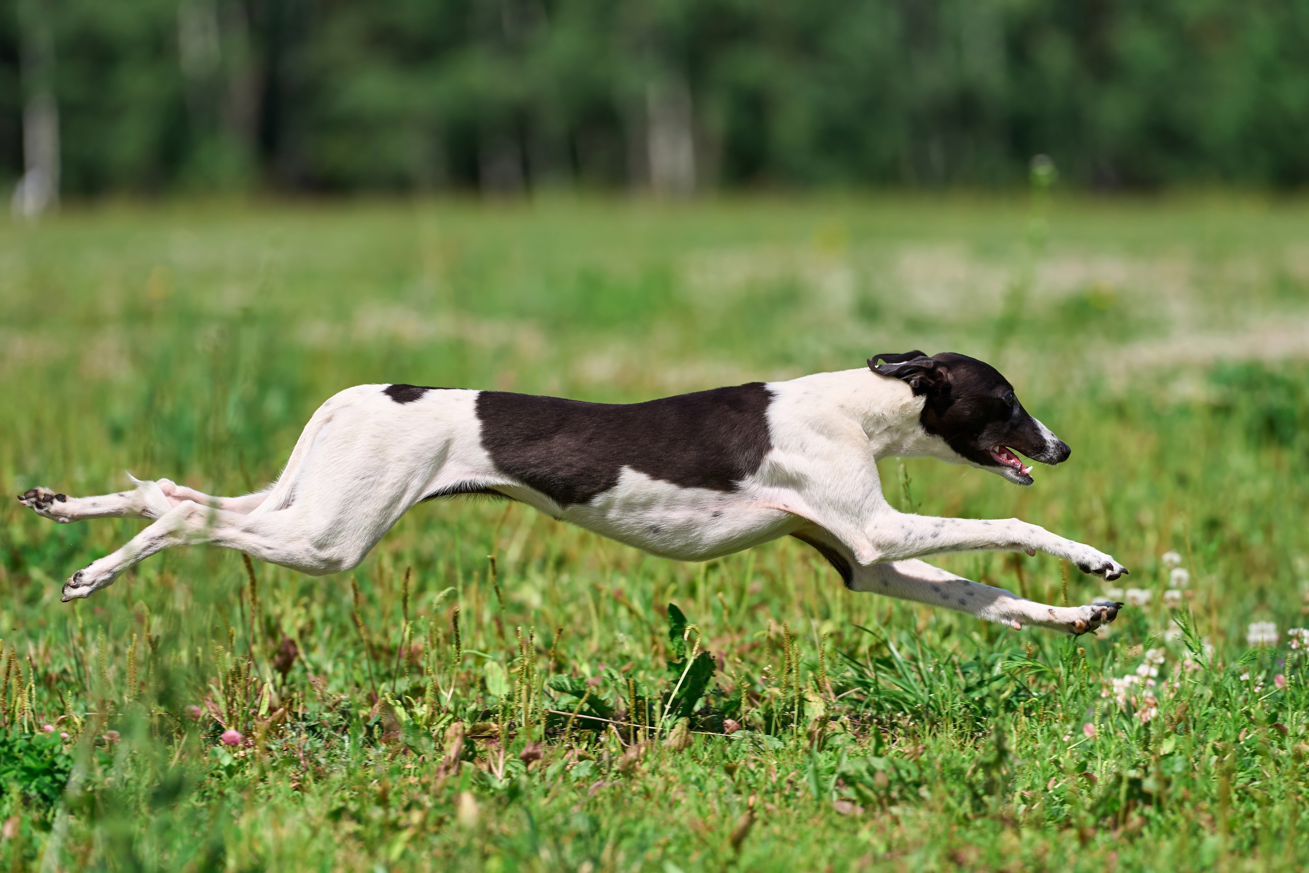 Тренировка по курсингу в Донино. Фотограф-анималист Михаил Манухин