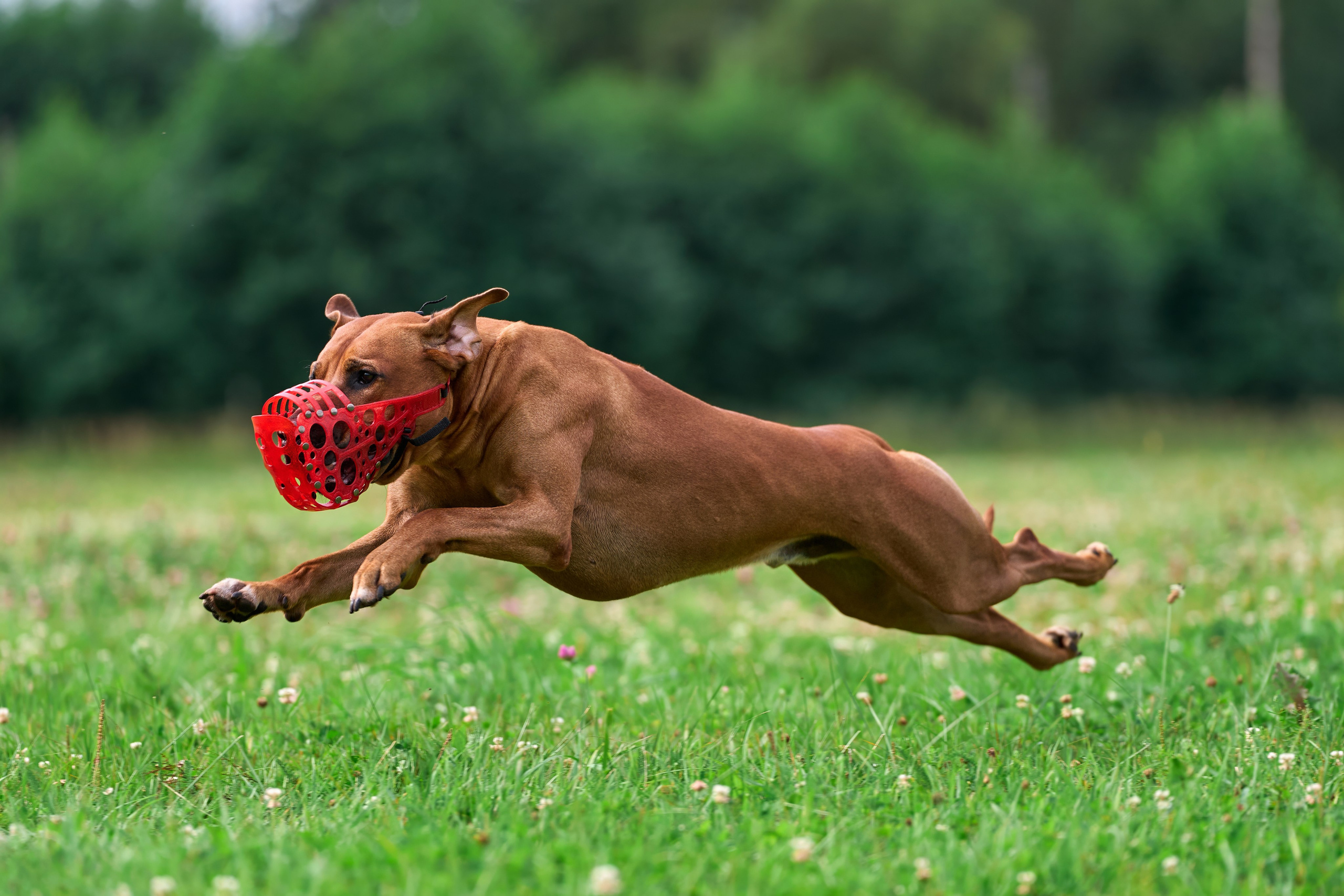 Тренировка в Донино. Фотограф-анималист Михаил Манухин