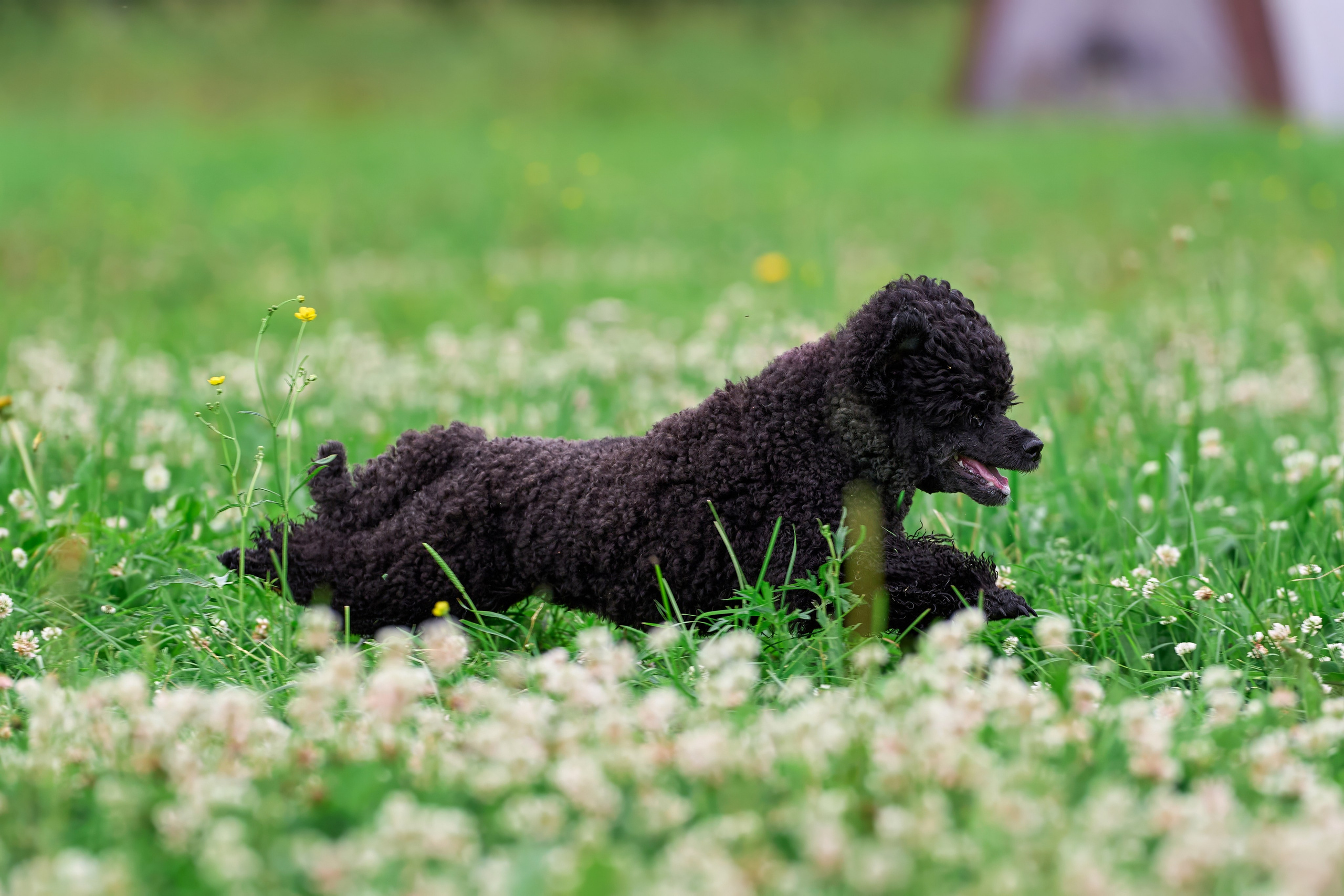 Тренировка по курсингу в Донино. Фотограф-анималист Михаил Манухин