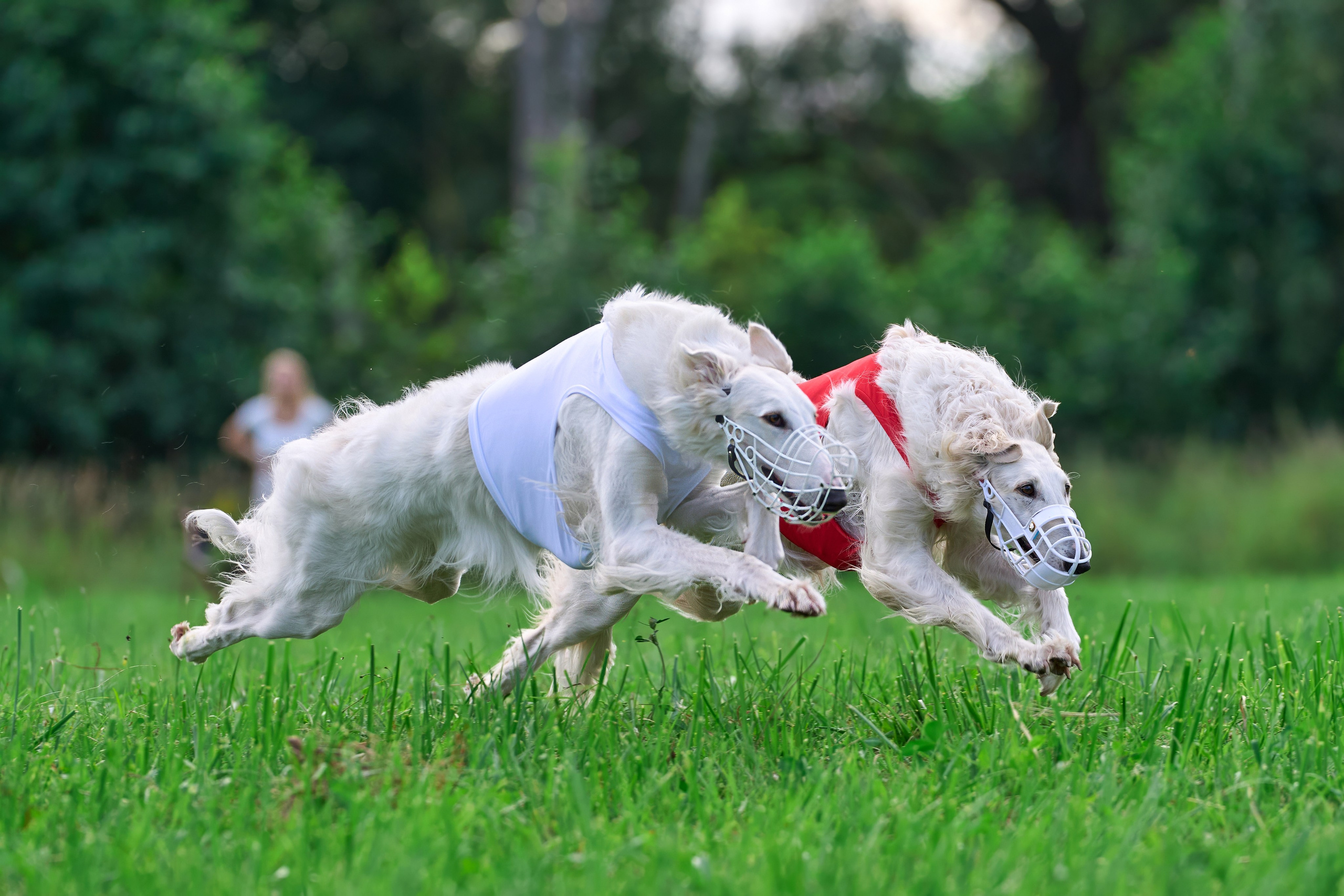 Тренировка в Донино. Фотограф-анималист Михаил Манухин