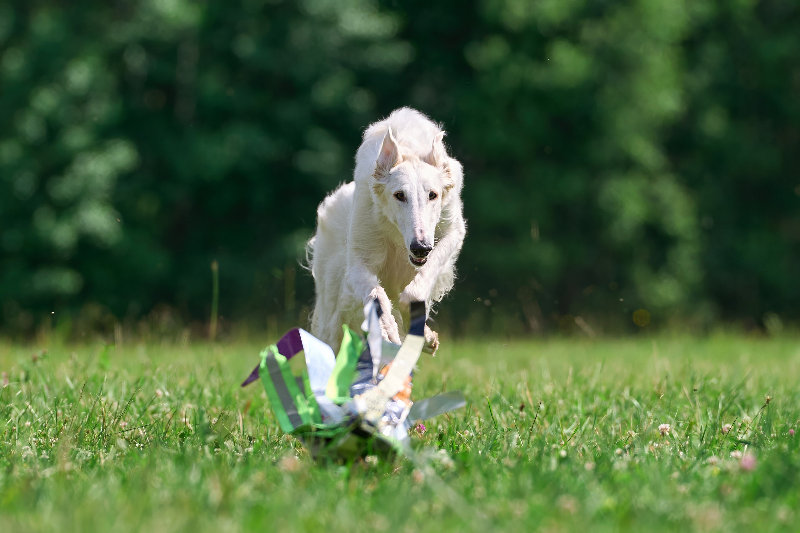 Тренировка по курсингу в Донино. Фотограф-анималист Михаил Манухин