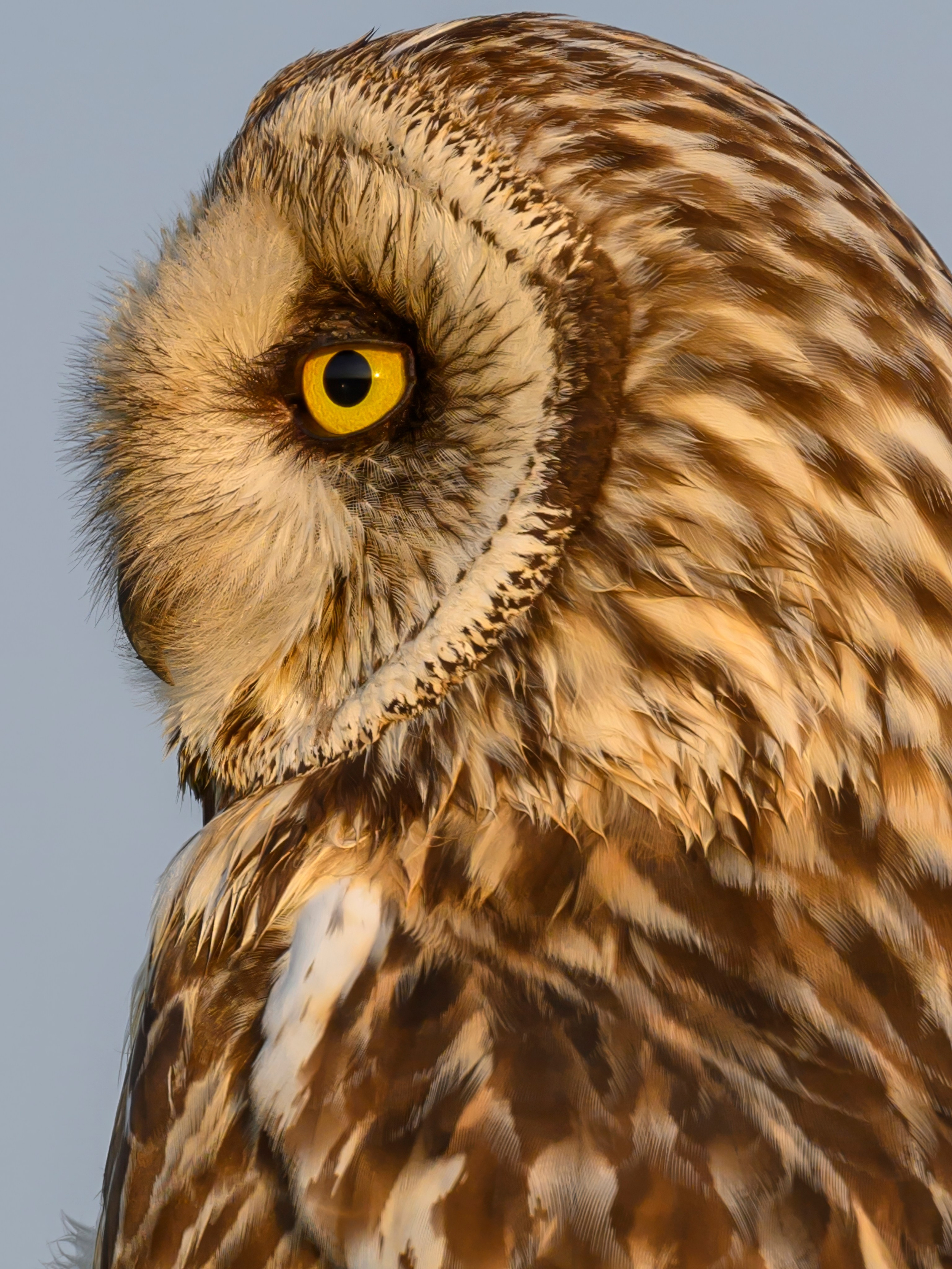 Совы и аисты. Owls and Storks. Wildlife photography by Sergey Puponin