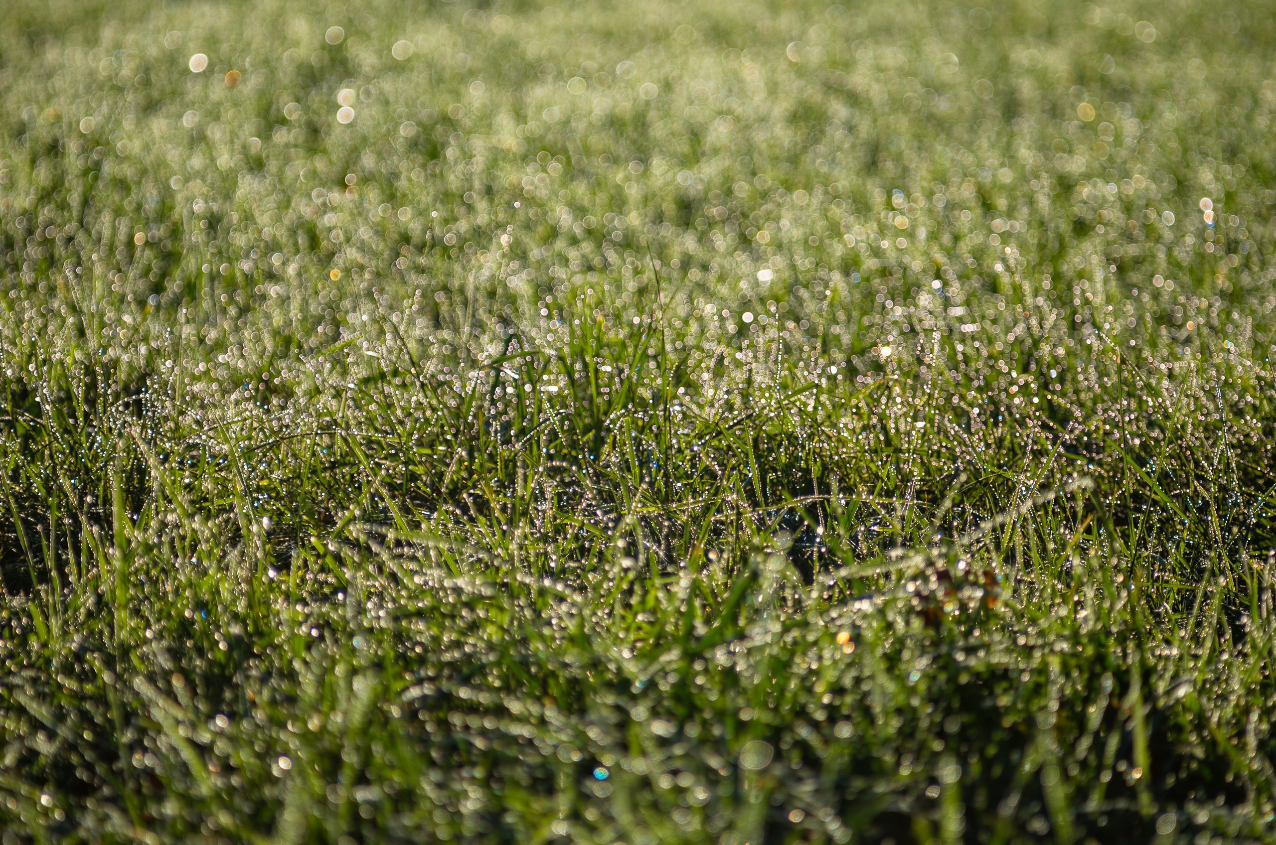 Фотограф Даниил Богомолов, Санкт-Петербург