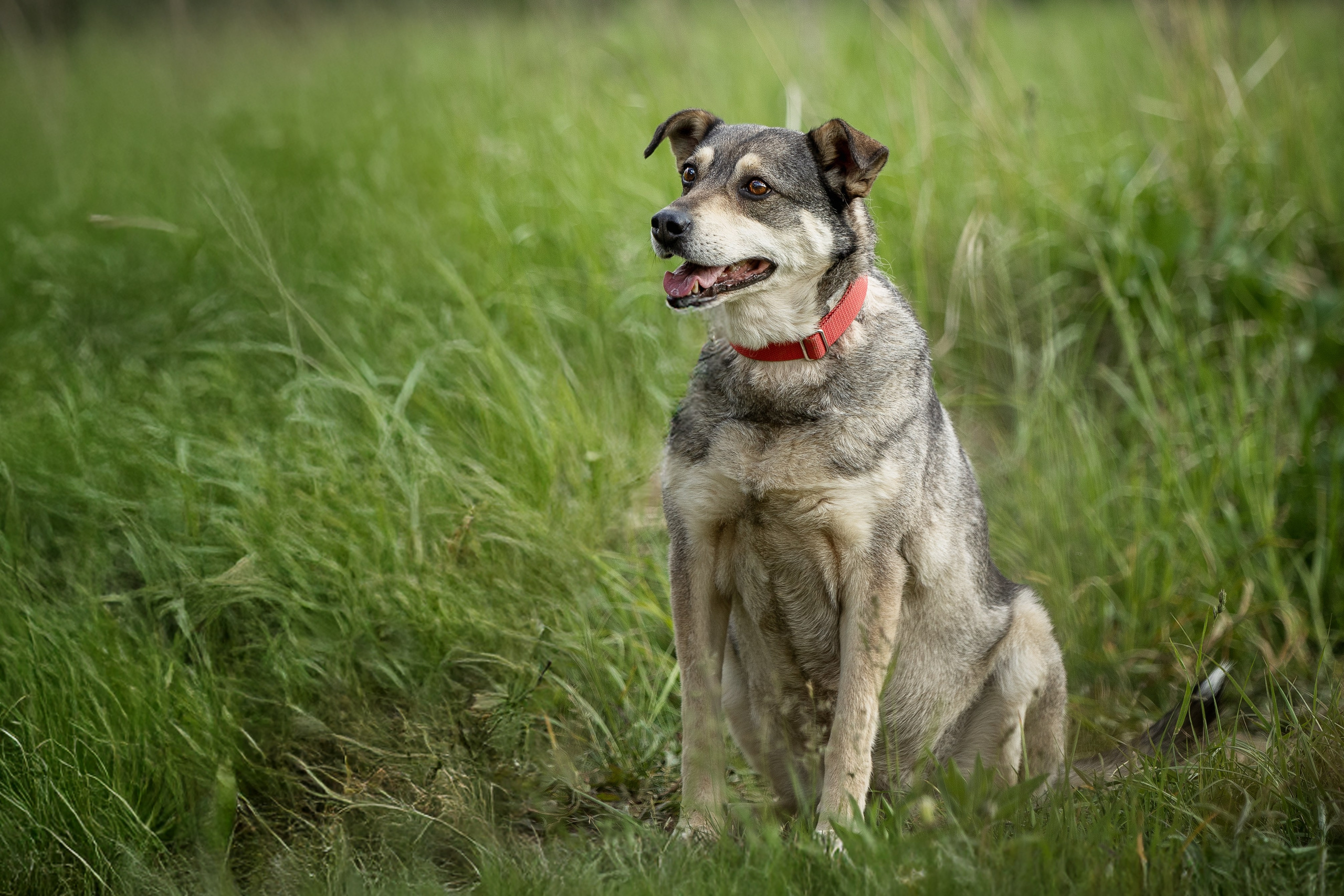 ИЩУТ ДОМ. Фотограф-анималист в Москве и Подмосковье