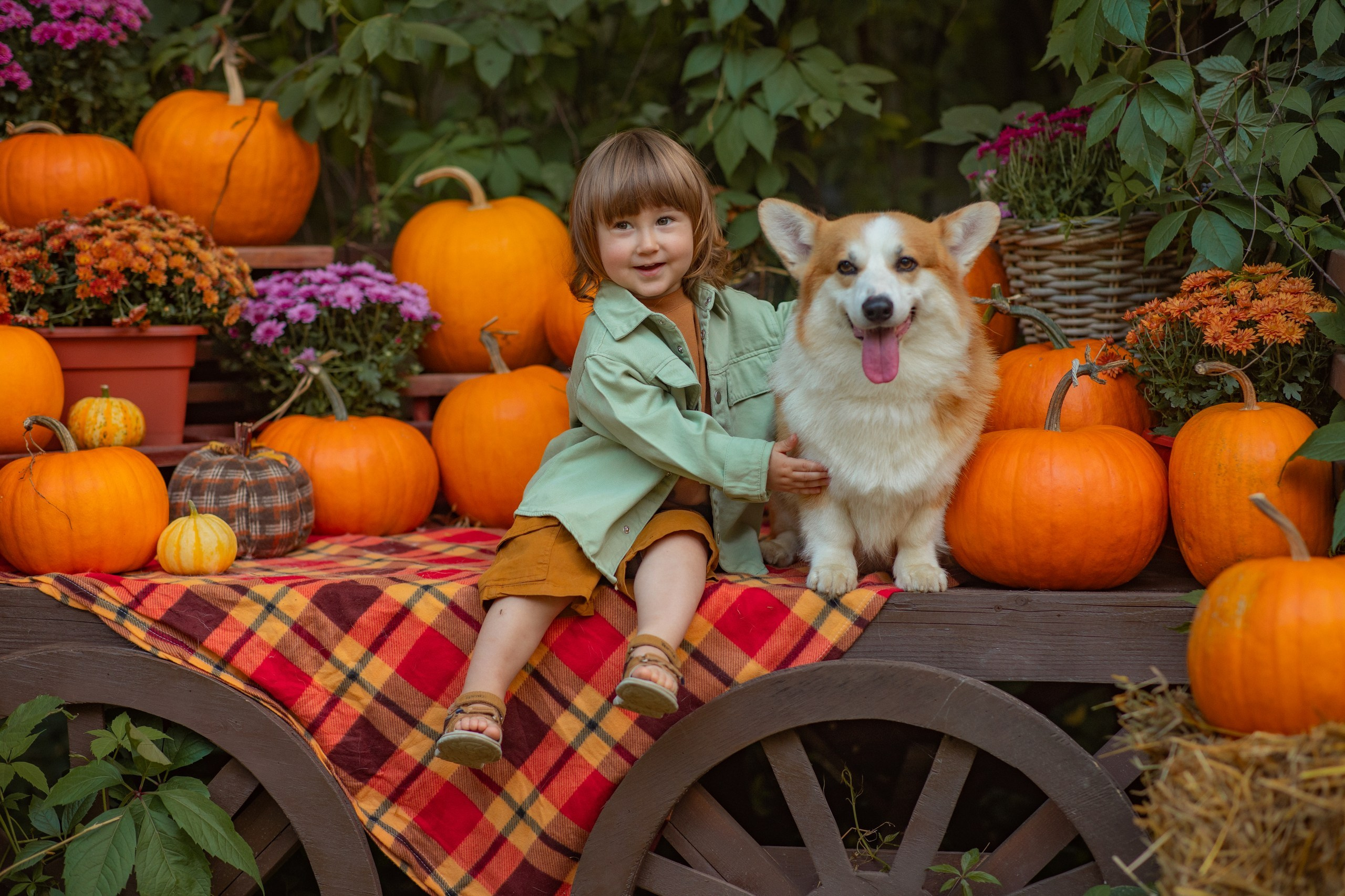 Фотосессия с корги, осенняя фотосессия с корги, аренда корги. Семейный и детский фотограф в Москве Мария Быкова