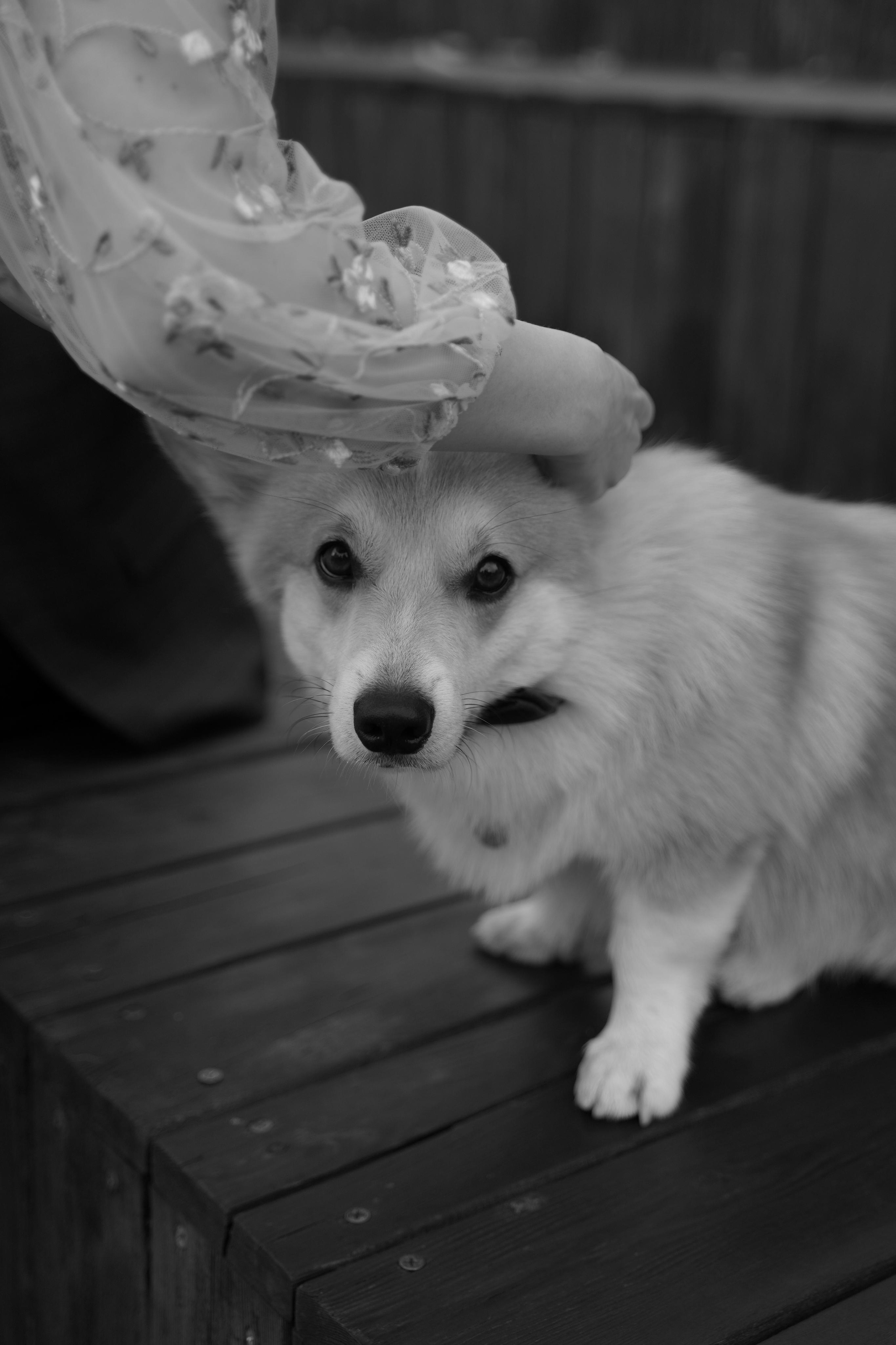 Ирина и Андрей. Свадебный фотограф Марина Попова