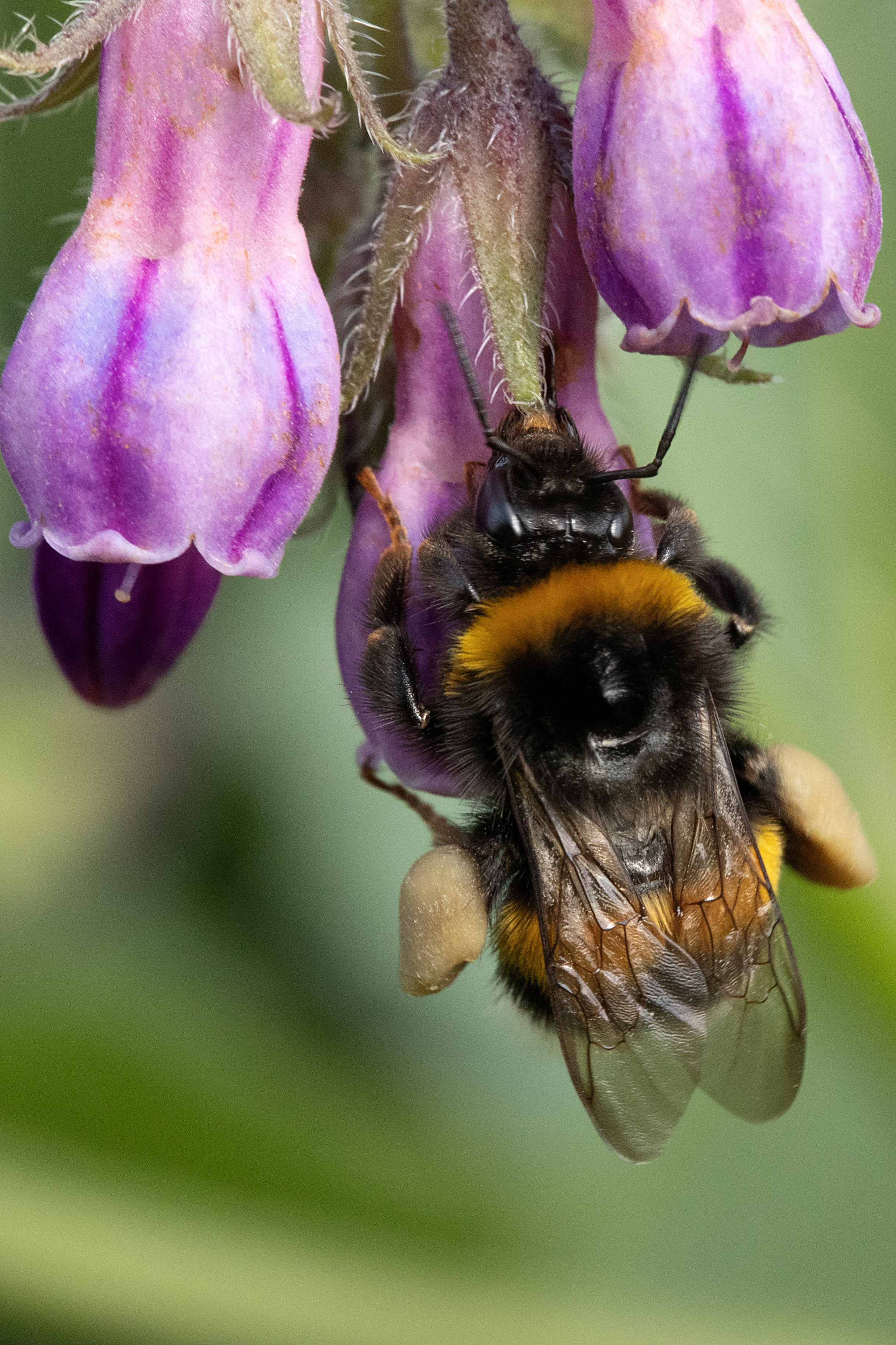 Фотограф анималист в Санкт-Петербурге Светлана Писарева
