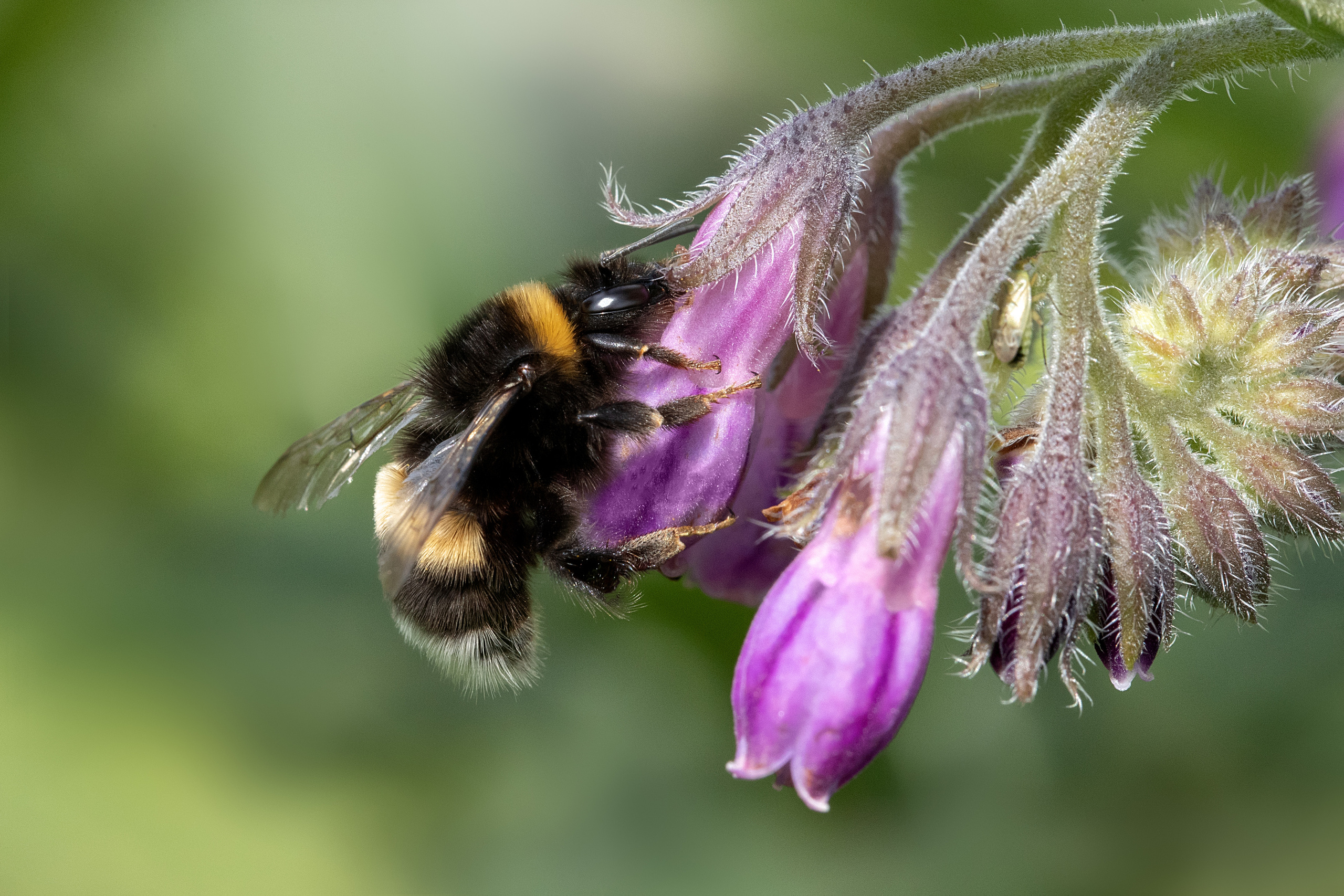Фотограф анималист в Санкт-Петербурге Светлана Писарева