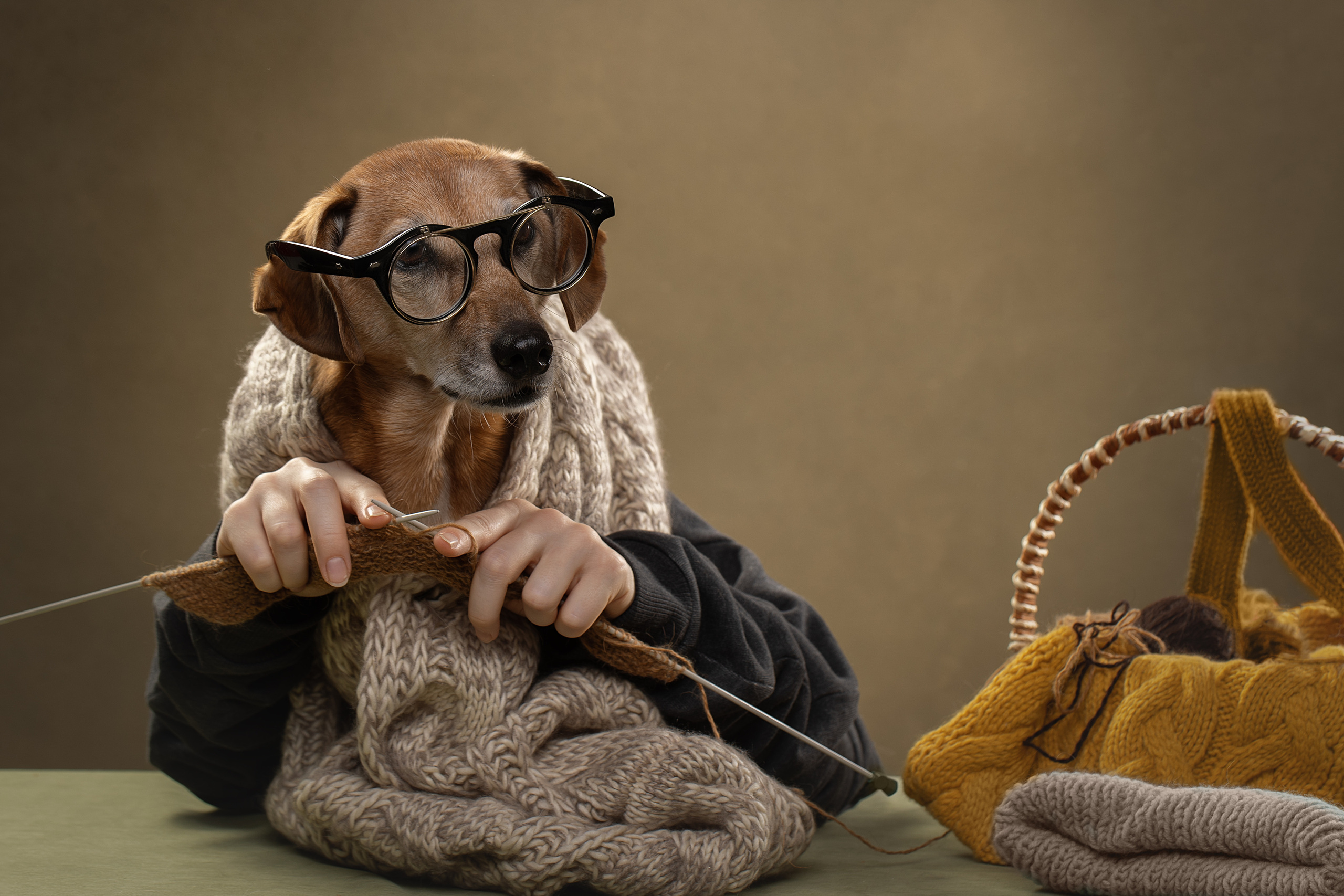 Фотограф анималист в Санкт-Петербурге Светлана Писарева