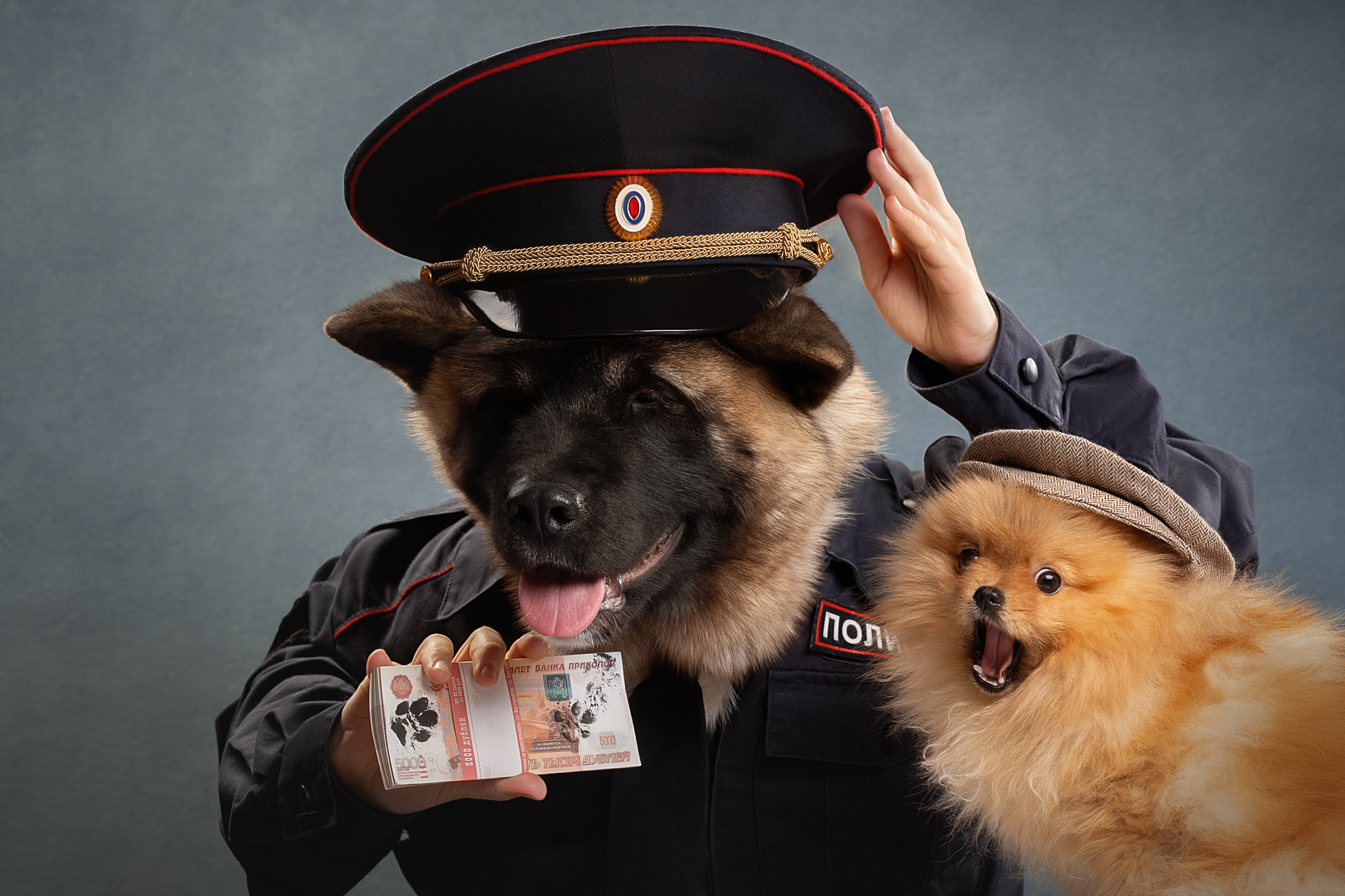 Фотограф анималист в Санкт-Петербурге Светлана Писарева