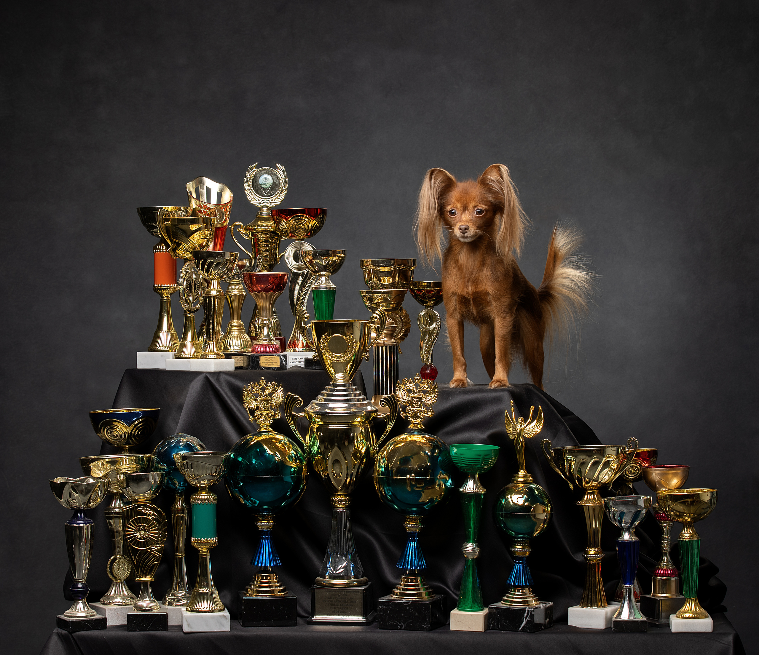 Фотограф анималист в Санкт-Петербурге Светлана Писарева