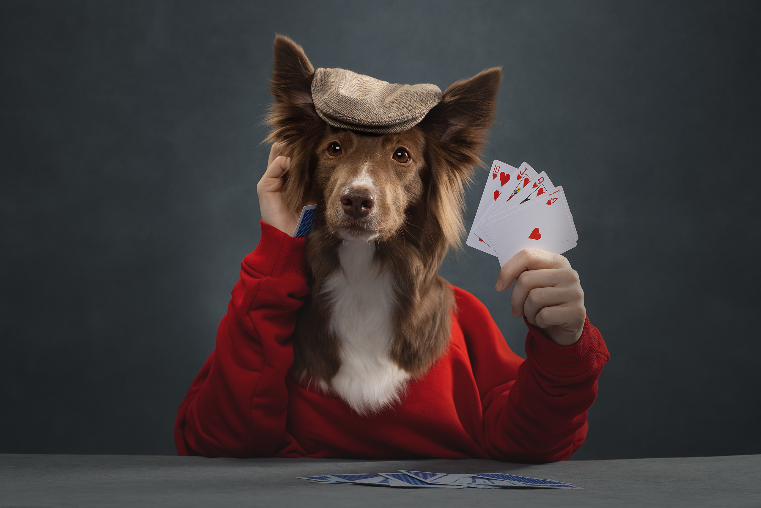 Фотограф анималист в Санкт-Петербурге Светлана Писарева