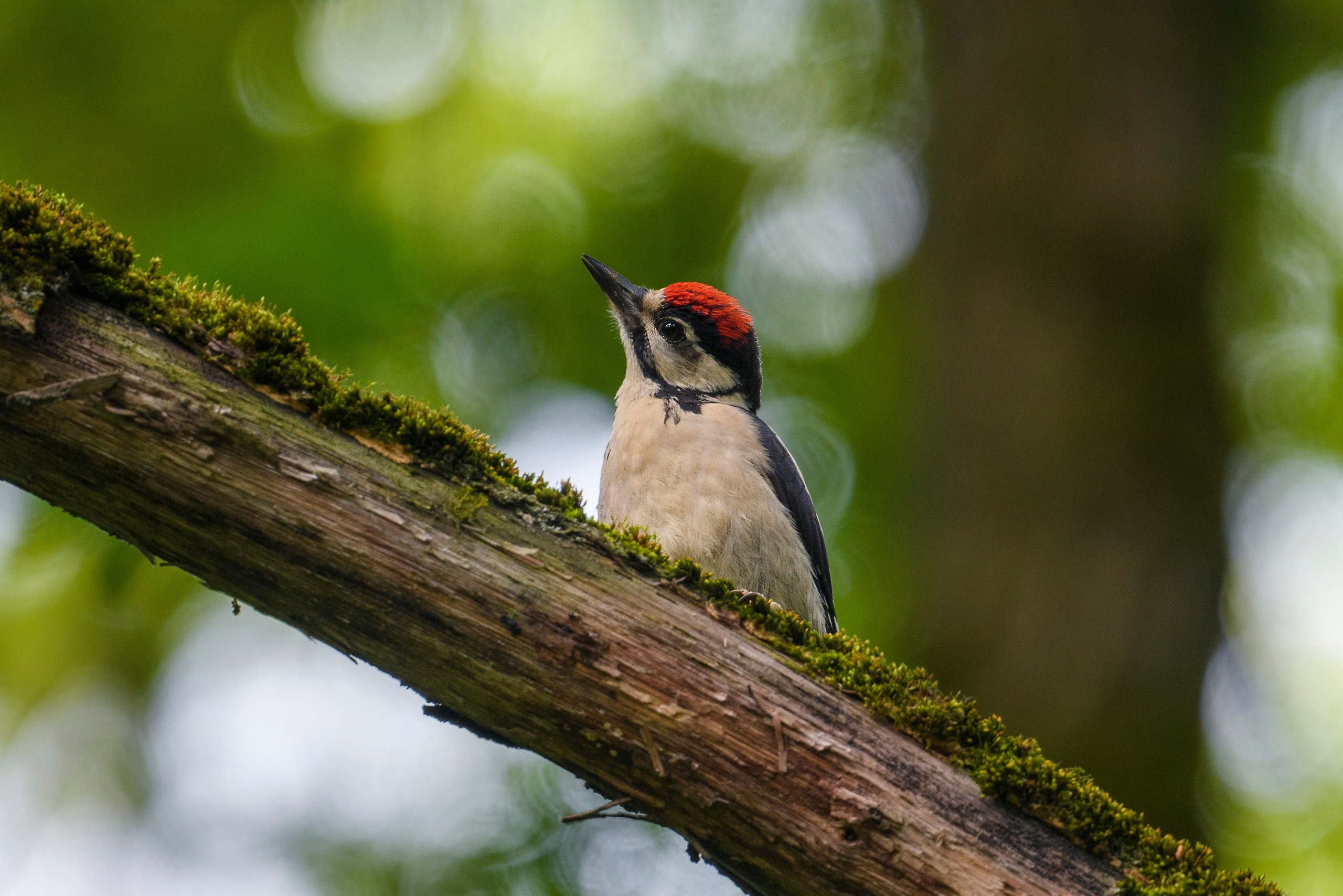 ГБС, Москва. Фотограф Сергей Пупонин