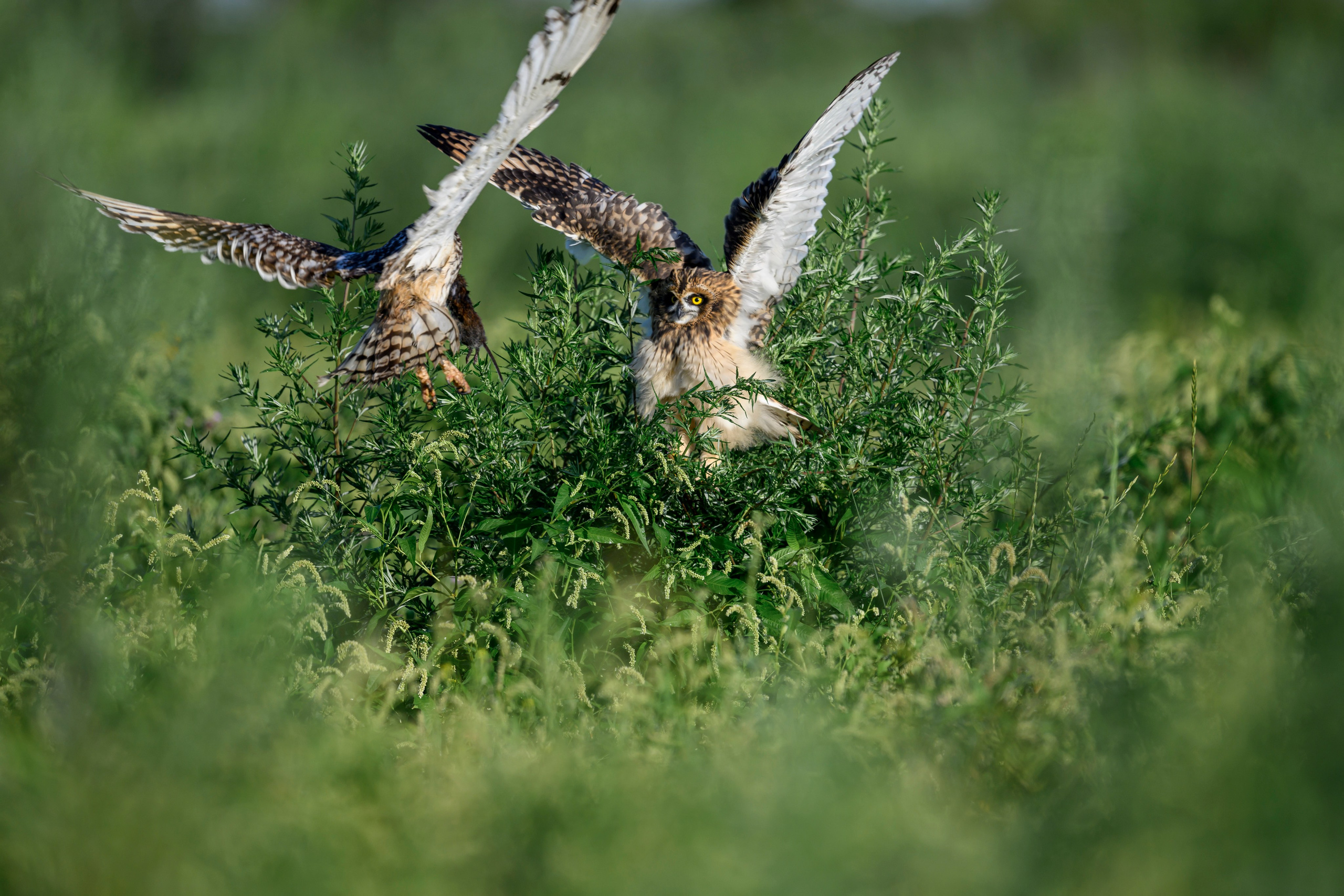 Битва сов и кормление совят. The Owl Battle and Feeding the Nestlings. Фотограф Сергей Пупонин