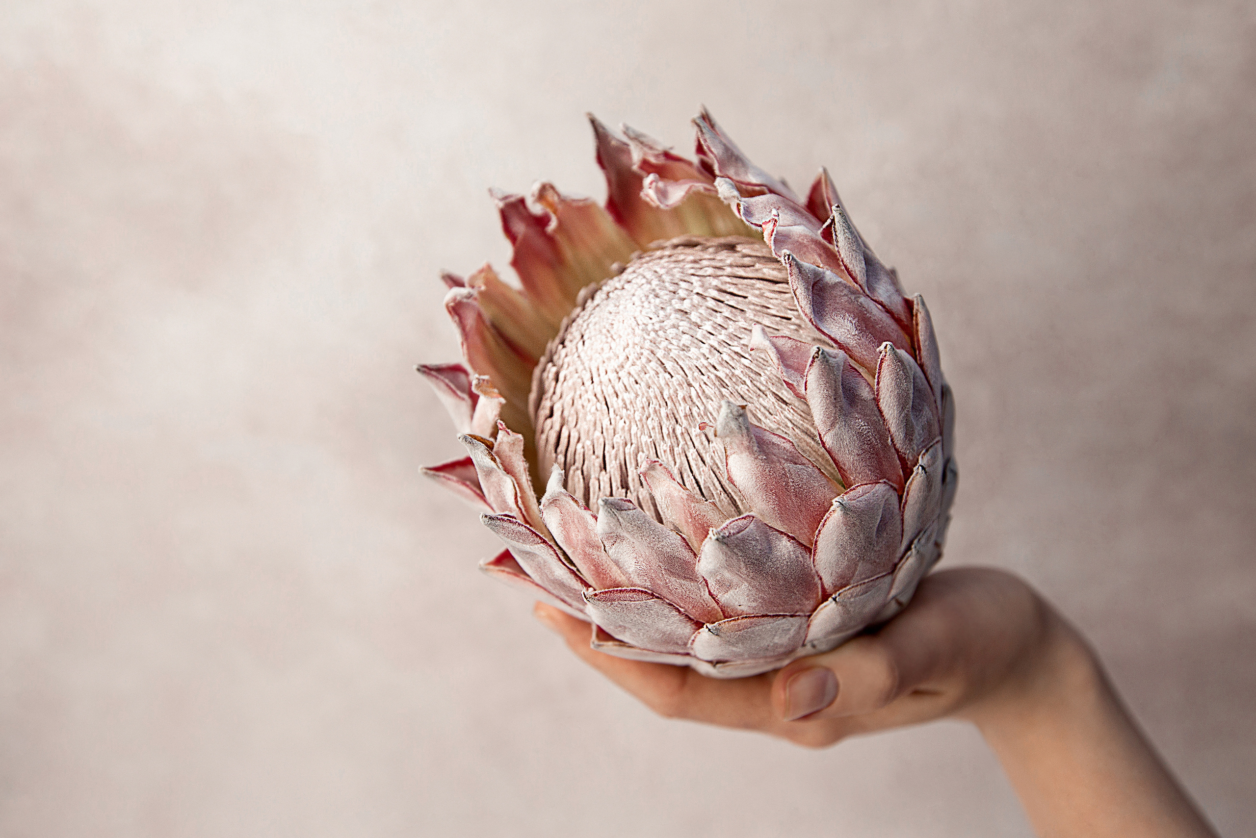 протея цветок фото