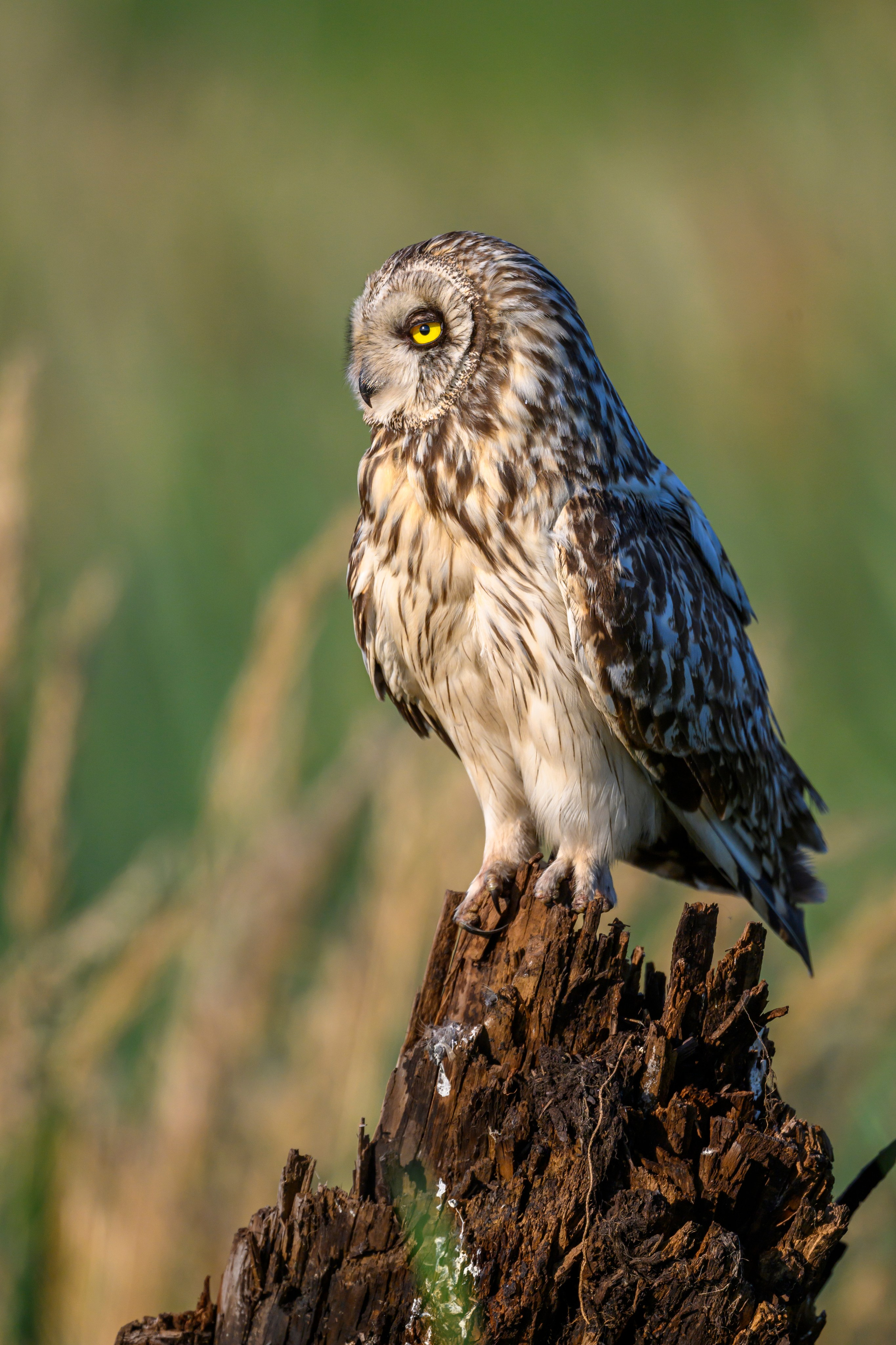 Портреты совы и драка с лунем. Portraits of an owl and a fight with a harrier. Wildlife photography by Sergey Puponin