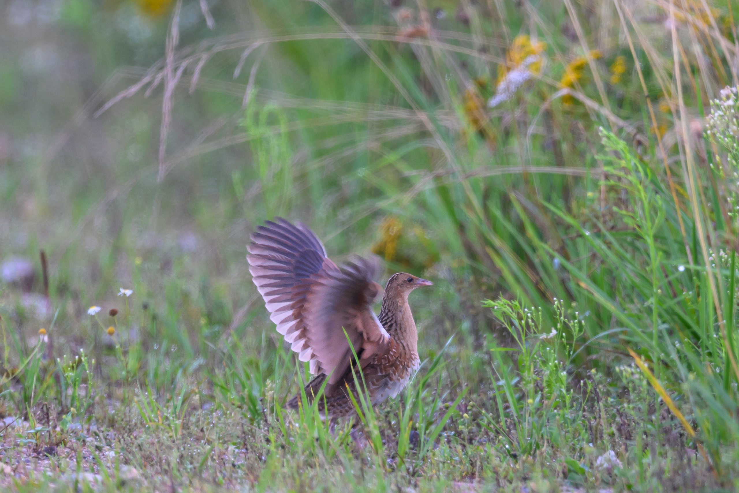 Коростель учится летать. Wildlife photography by Sergey Puponin